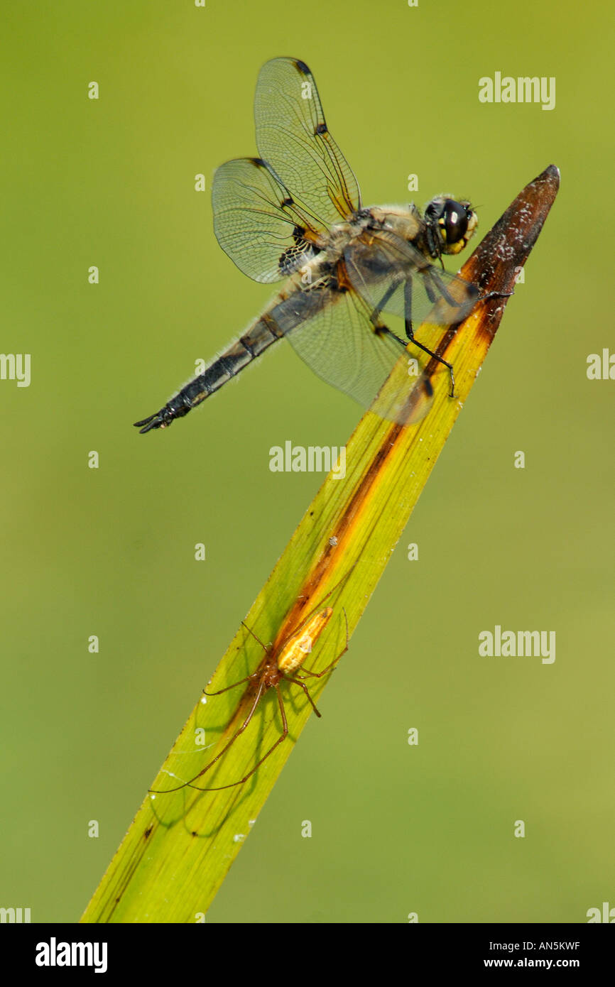 Four Spotted Chaser Libellula quadrimaculata settled on single grass stem with spider sitting below Stock Photo