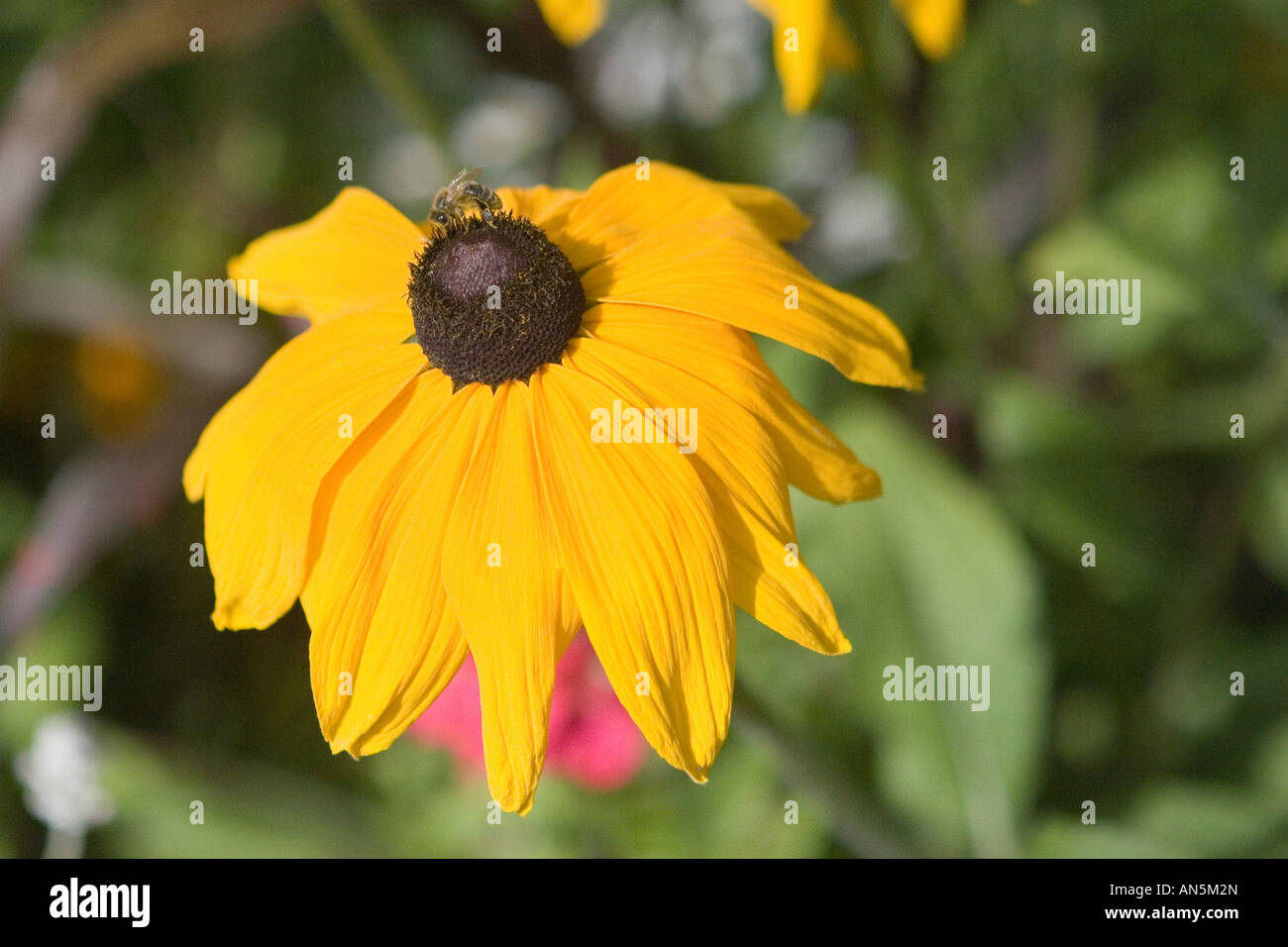Drooping gloriosa daisy with bee Stock Photo Alamy