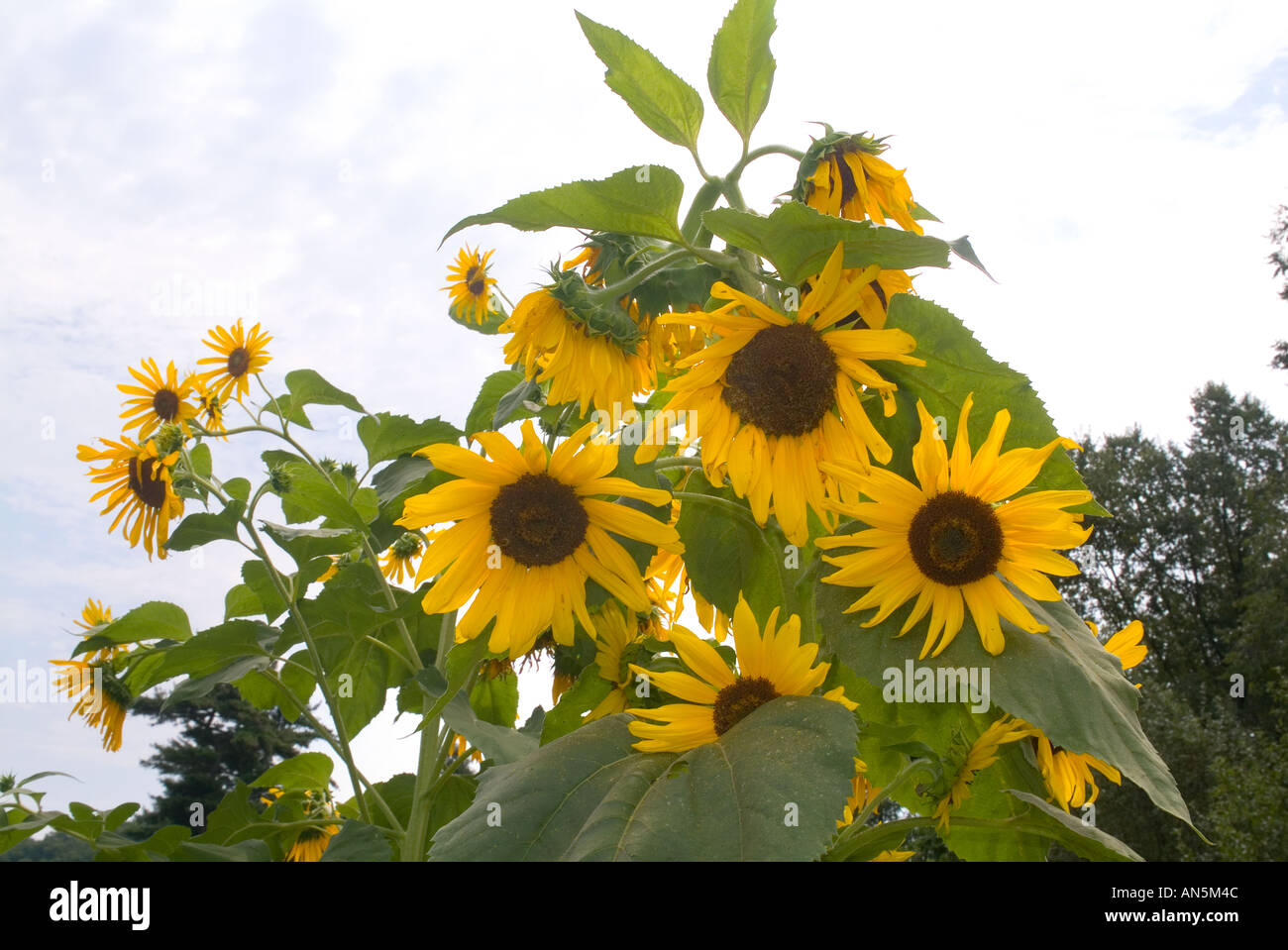 Sunflowers wilting in hot summer sun Stock Photo Alamy