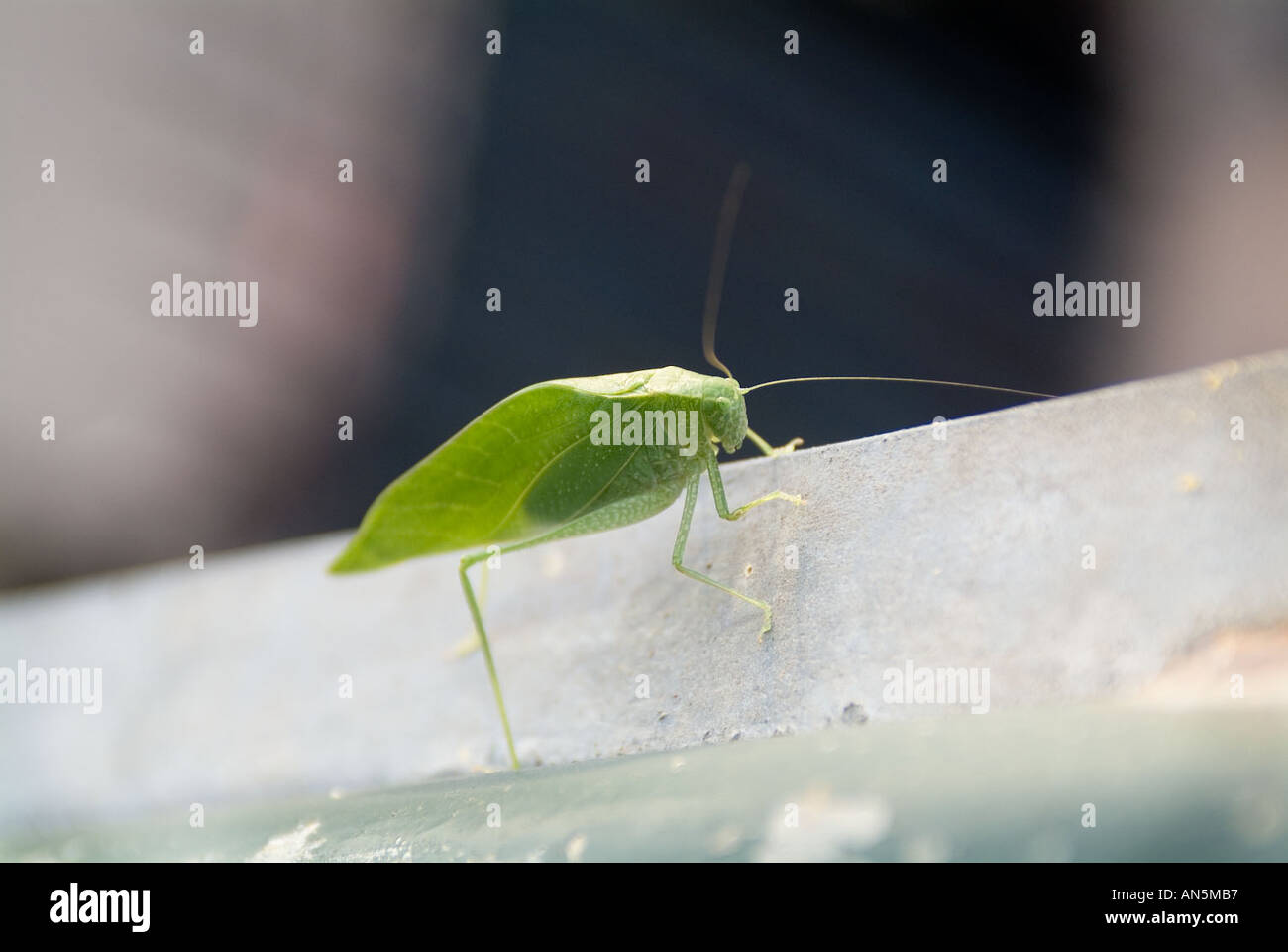 Bug that looks like leaf camouflage green bugs Stock Photo 5034166 Alamy