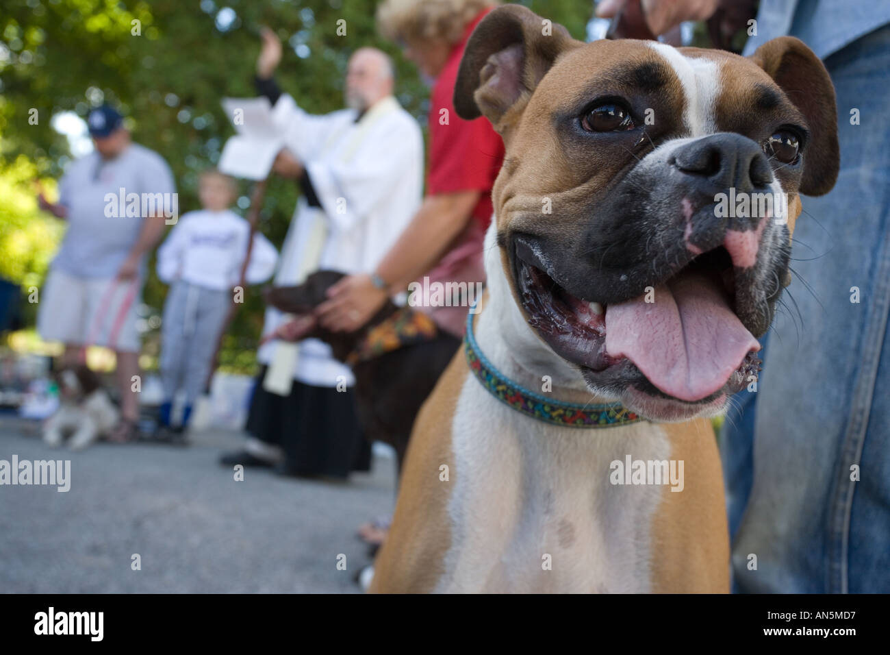 Boxer dog along with other pets being blessed by priest during the annual Blessing Of the