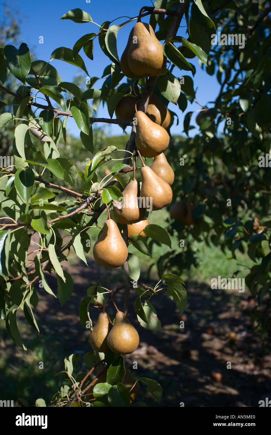 Pears growing on a pear tree in an apple orchard Stock Photo