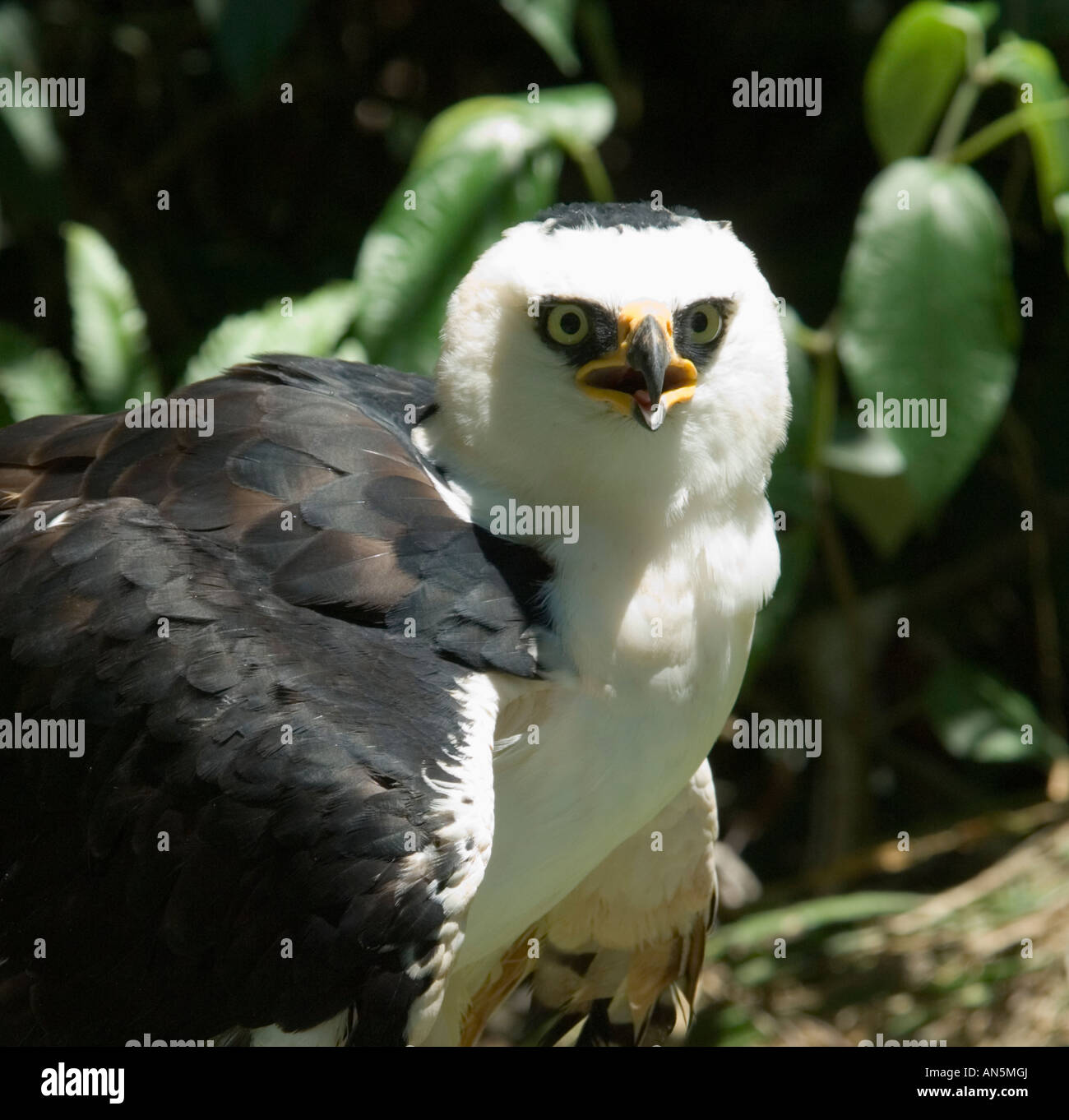 Black and White Hawk Eagle Spizastur melanoleucus Captive Stock Photo