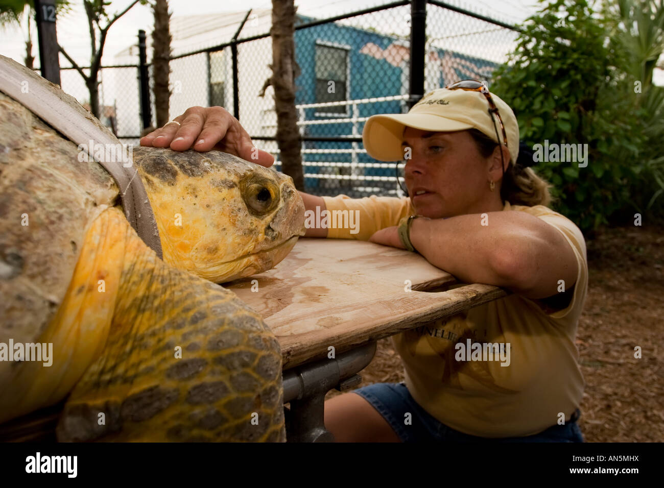 Volunteer assisting an adult Loggerhead sea turtle Stock Photo - Alamy