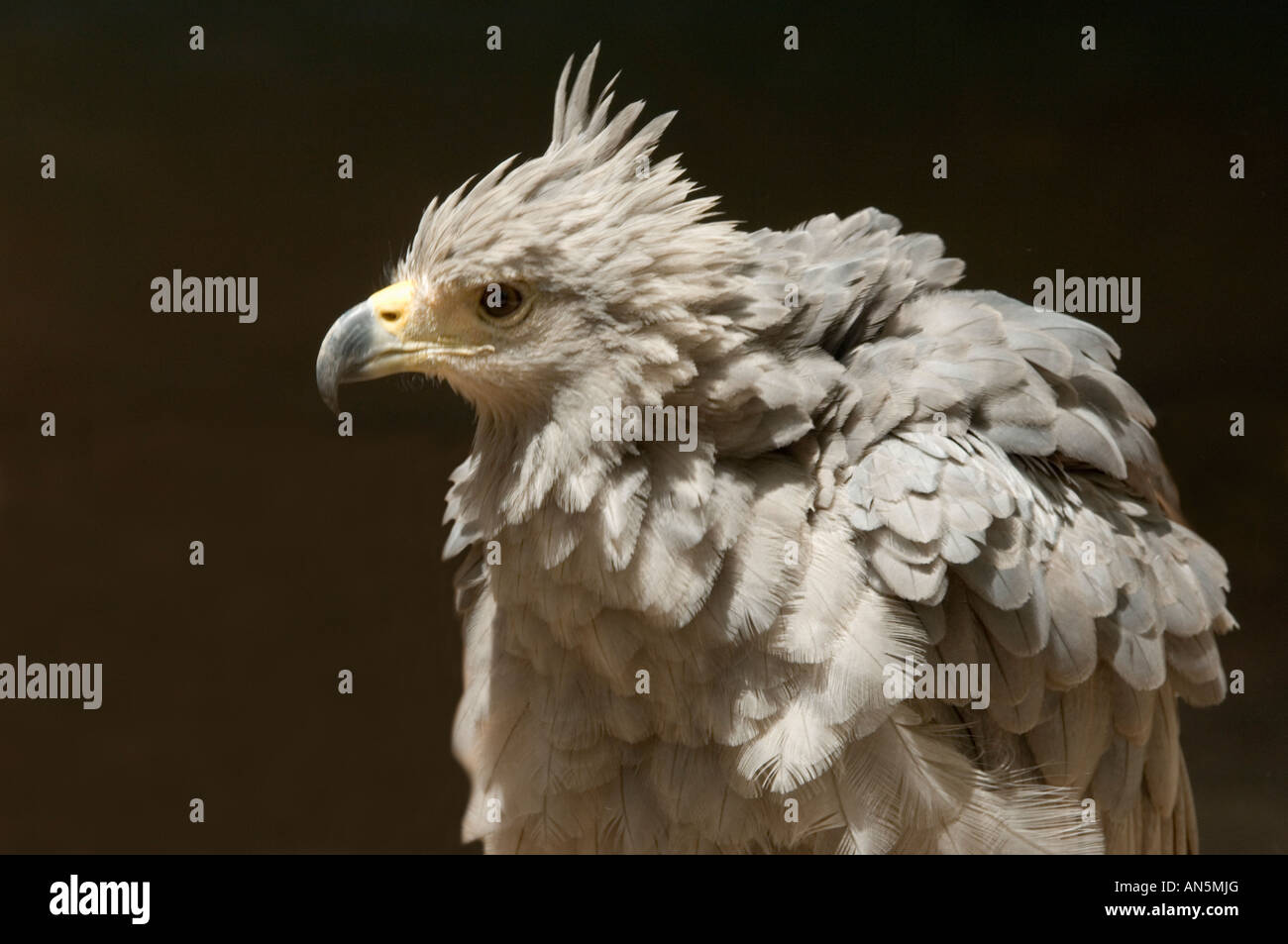 Crowned Eagle Harpyhaliaetus coronatus - Captive Stock Photo