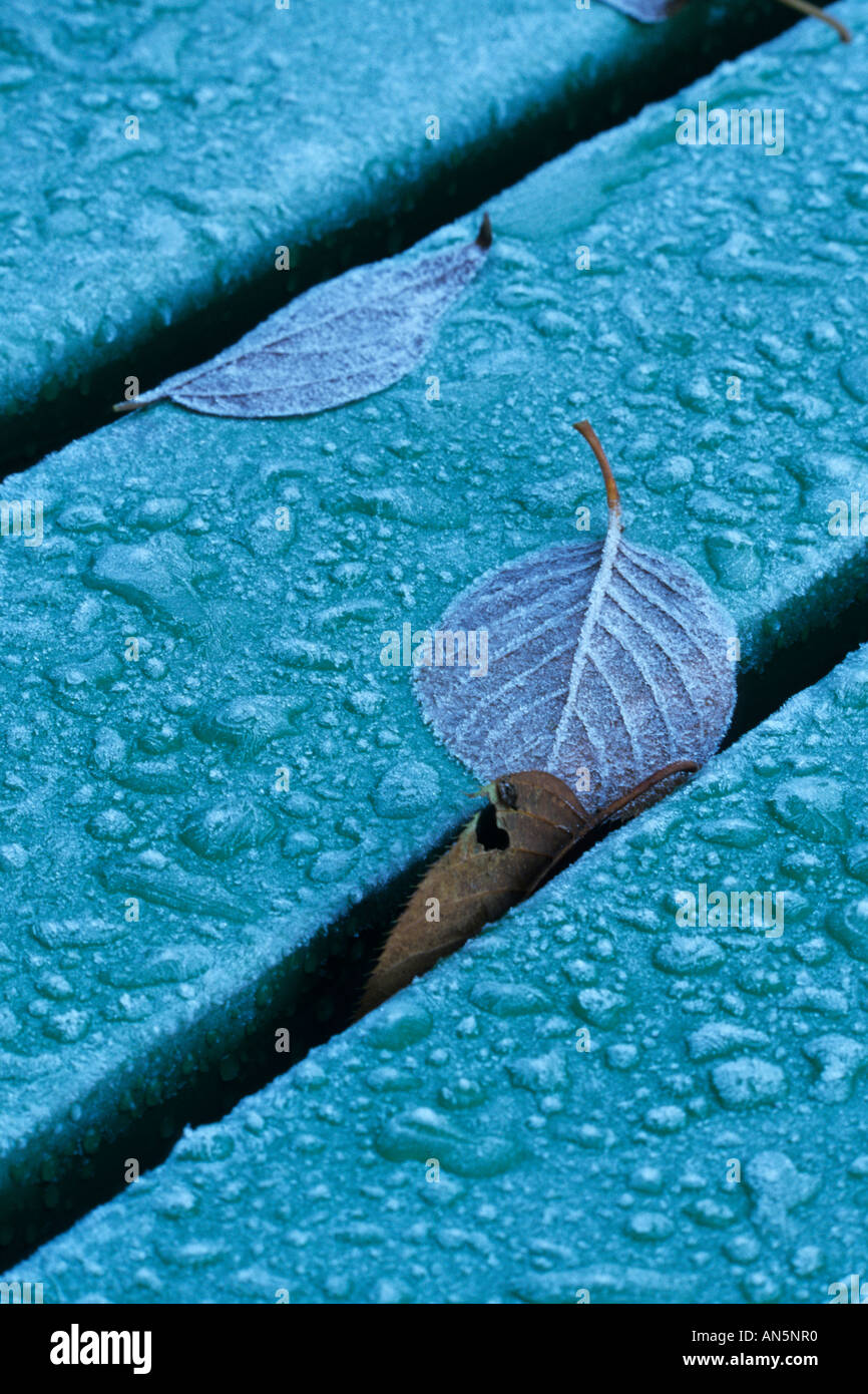Leaves with hoar frost on a bench Stock Photo