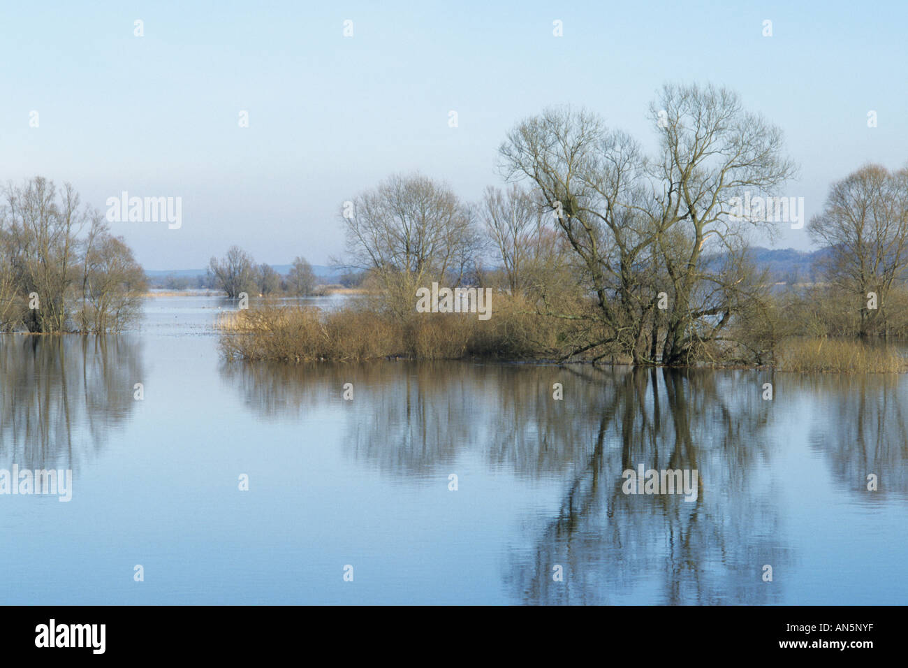 Flooded polder meadows, Lower Oder Valley National Park, Germany Stock Photo