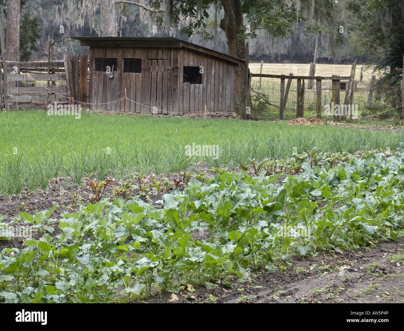 Chicken coop and garden Dudley Farm Historic State Park Newberry
