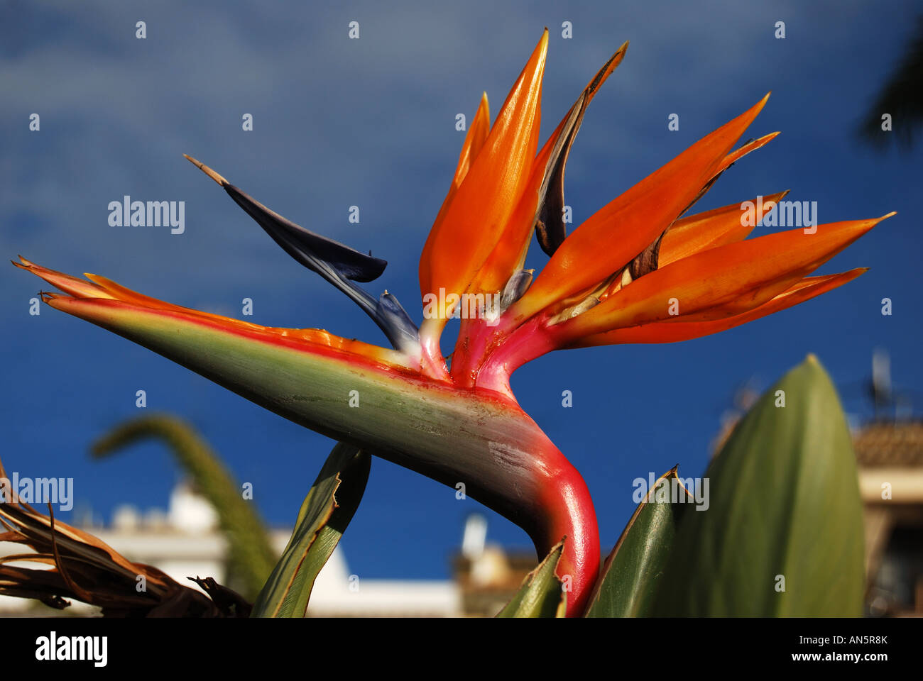 'Bird of Paradise' flower, Costa Blanca, Alicante Province, Spain Stock Photo