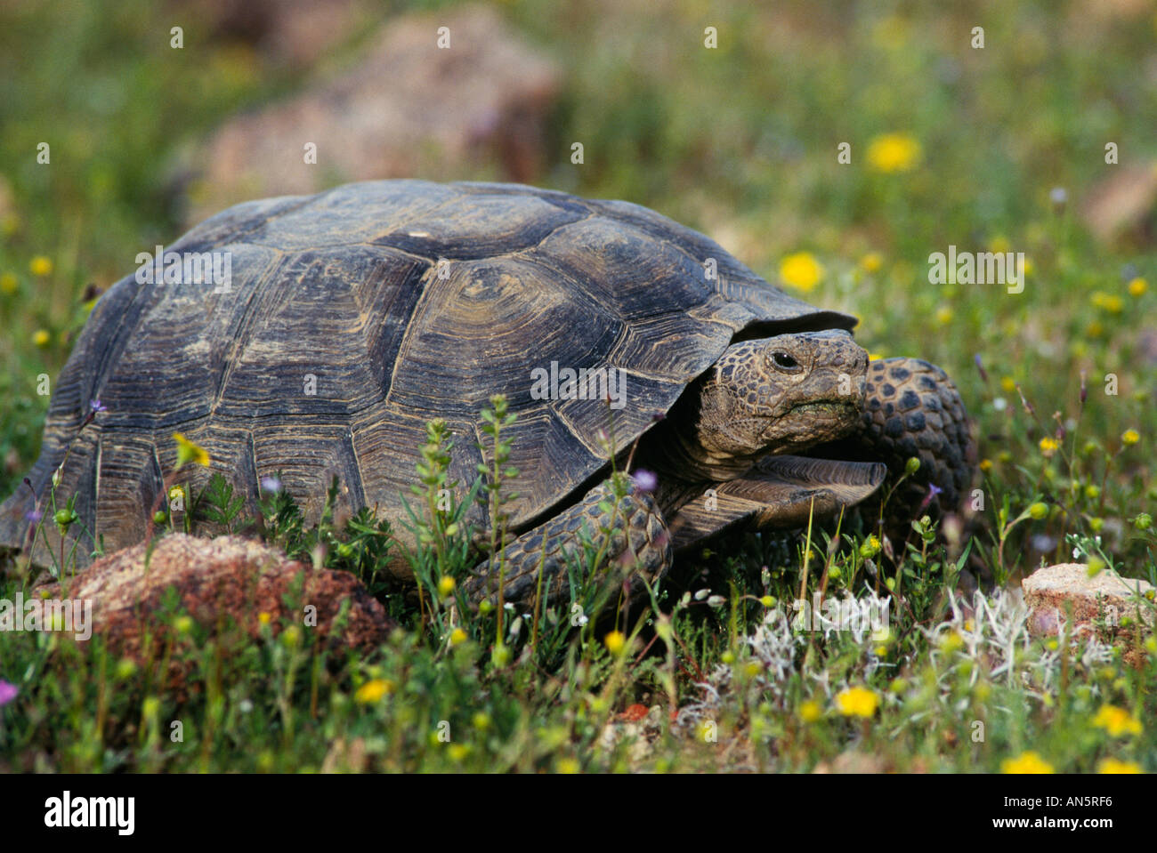 Desert Tortoise Gopherus agassizii Mojave Desert California Stock Photo