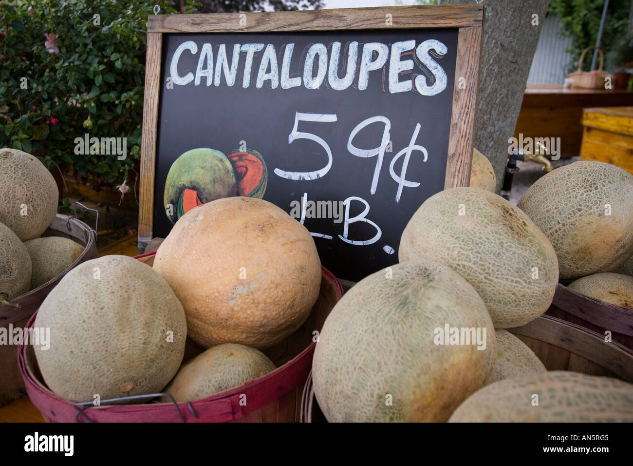 Melons for sale at an outdoor market Stock Photo Alamy