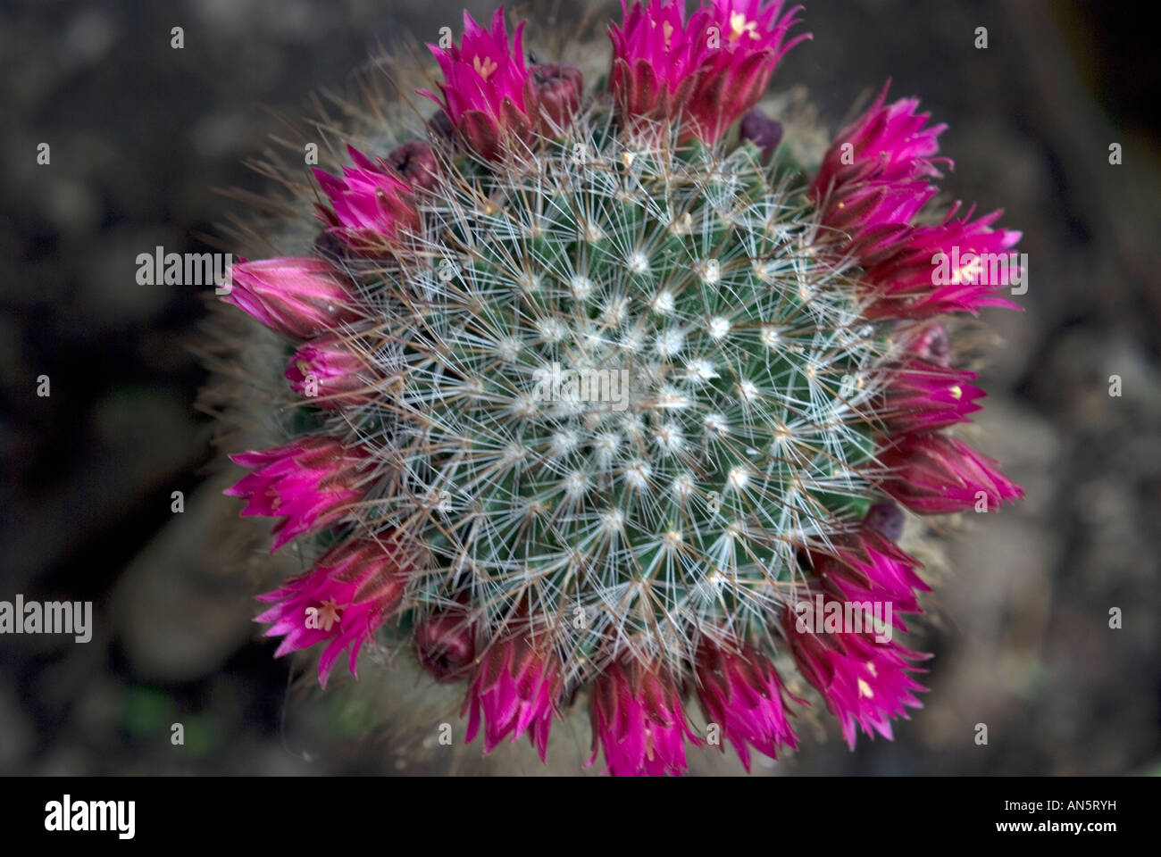 Mammillaria guelzowiana cactus hi-res stock photography and images - Alamy
