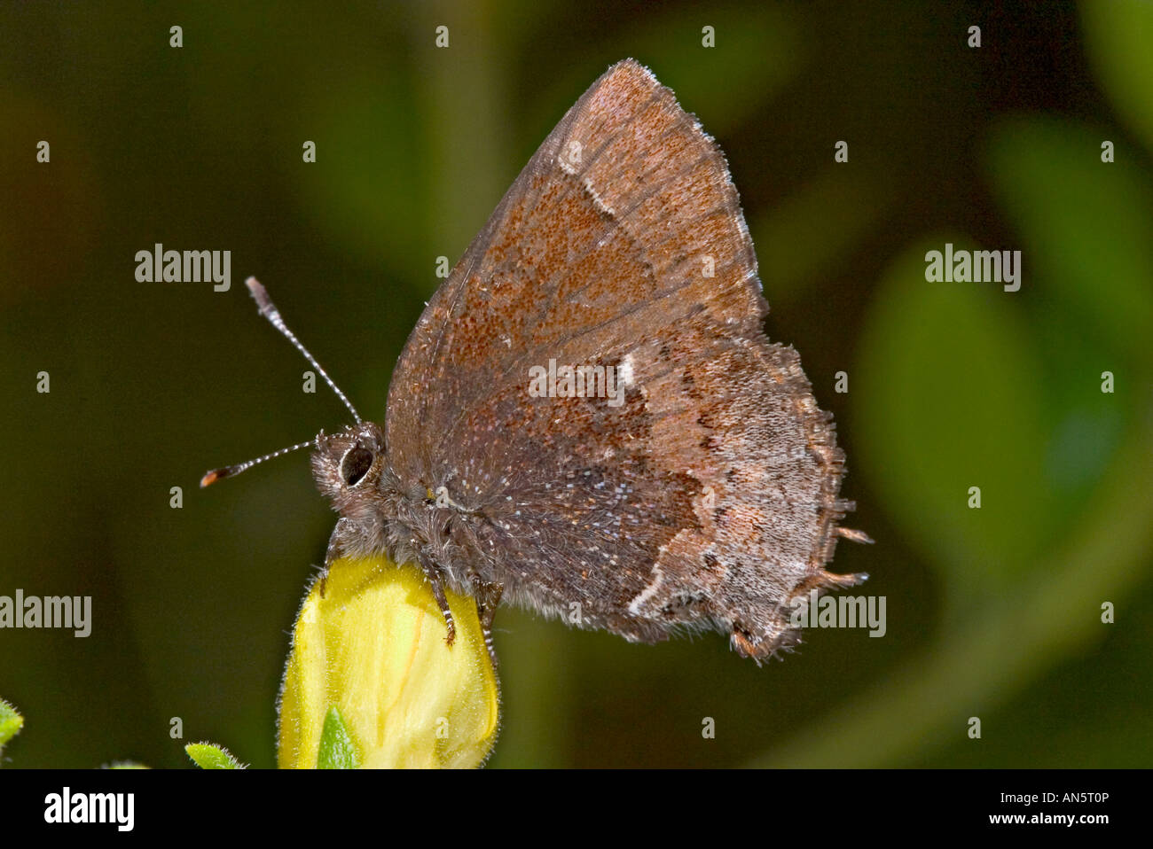 Henry's Elfin Callophrys henrici LBJ Grasslands near Black Creek Lake ...