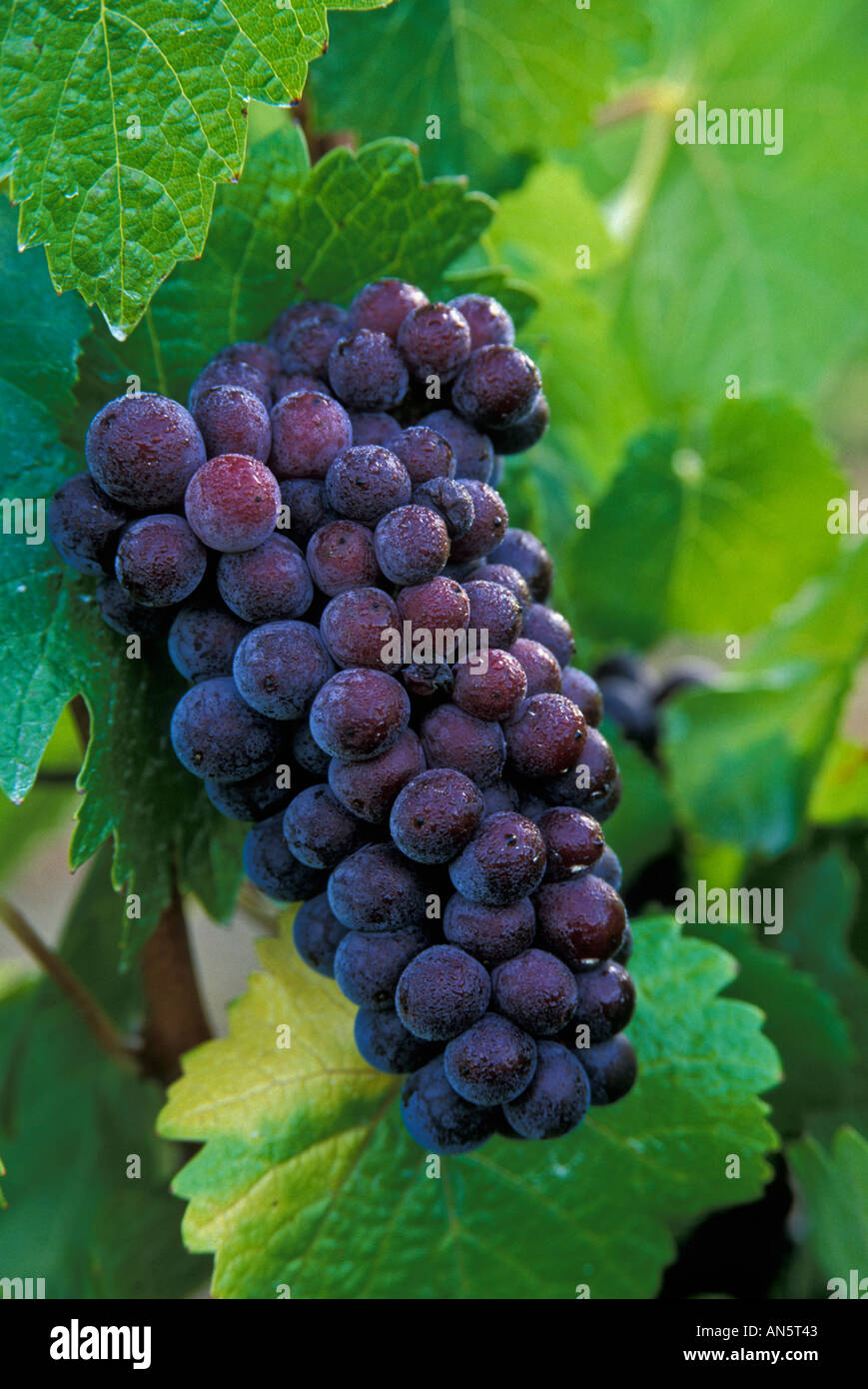 Pinot Noir grapes on vine with early morning dew; Willamette Valley Oregon Stock Photo