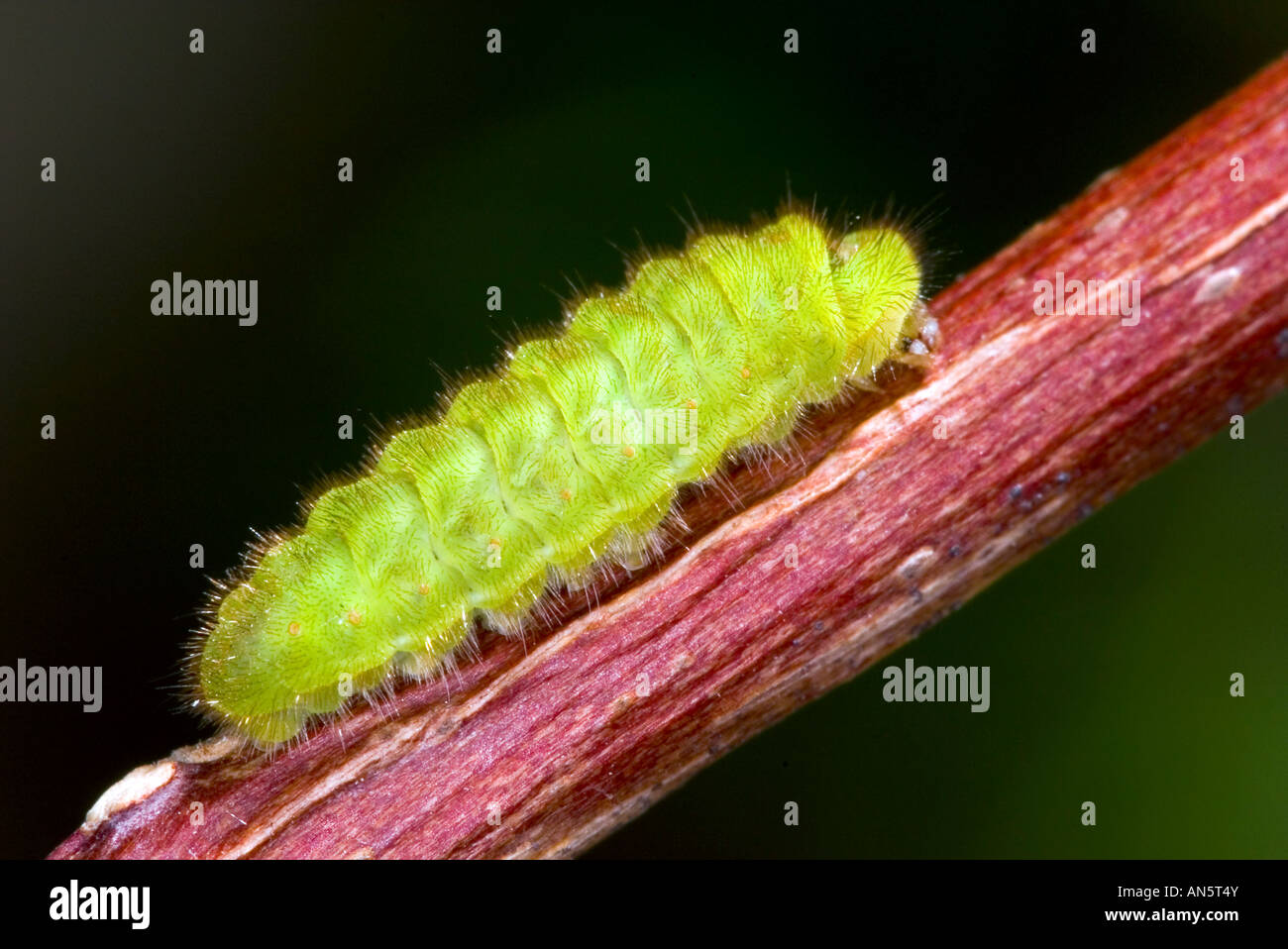 Henry's Elfin Callophrys henrici near Carlsbad New Mexico United States ...