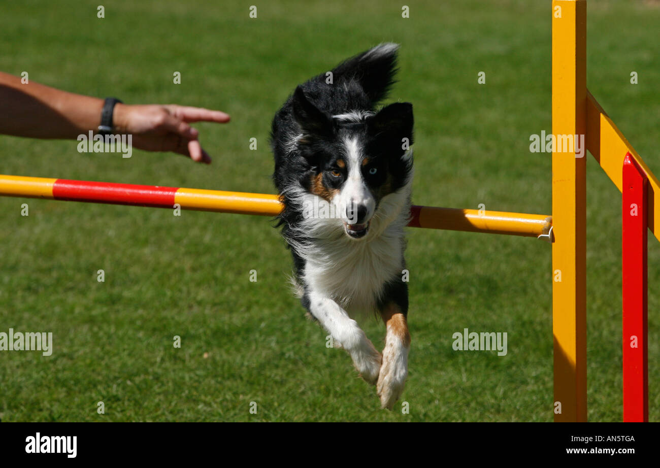 Dog jumping over an obstacle bar during agility competition Stock Photo
