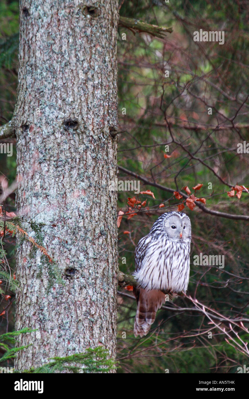 Ural owl Strix uralensis hunt perching in Dinaric forest Stock Photo