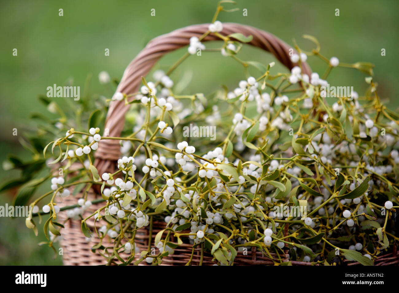 A basket of mistletoe cut from trees at Great Witley in Worcestershire UK Stock Photo