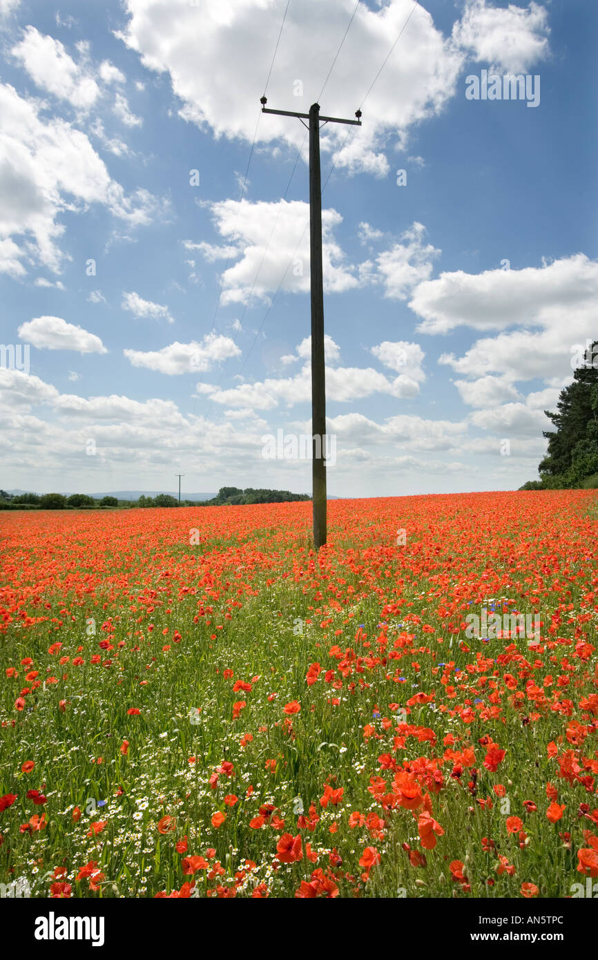 A telegraph pole in the middle of a poppy field at Pim Hill organic farm in Harmer Hill Shropshire UK Stock Photo