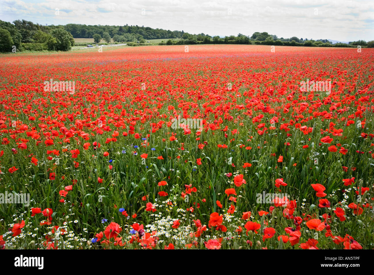 A poppy field at Pim Hill organic farm in Harmer Hill Shropshire UK Stock Photo