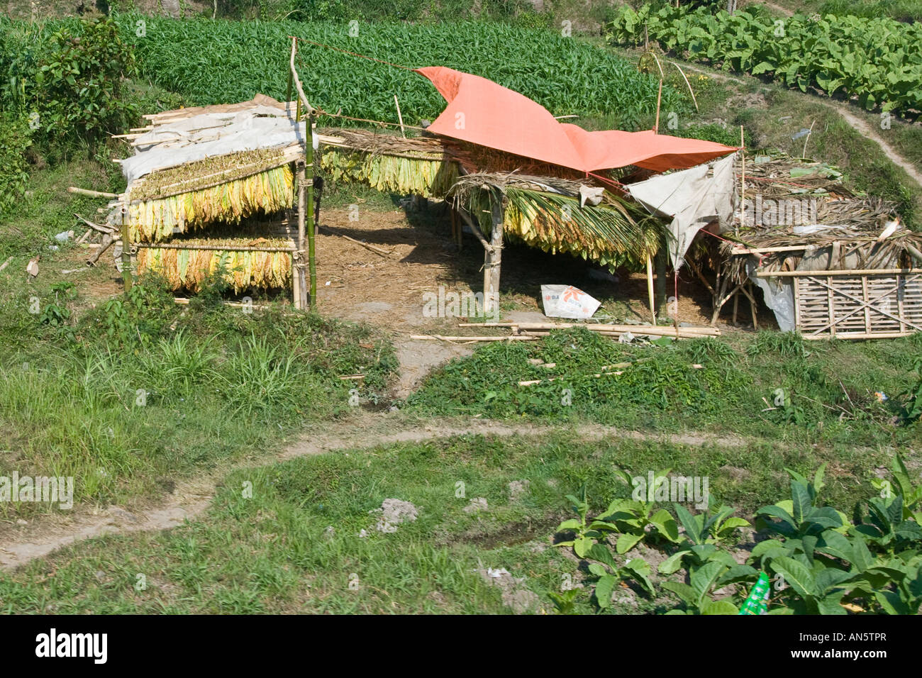 Tobacco Plant Drying Java Indonesia Stock Photo - Alamy