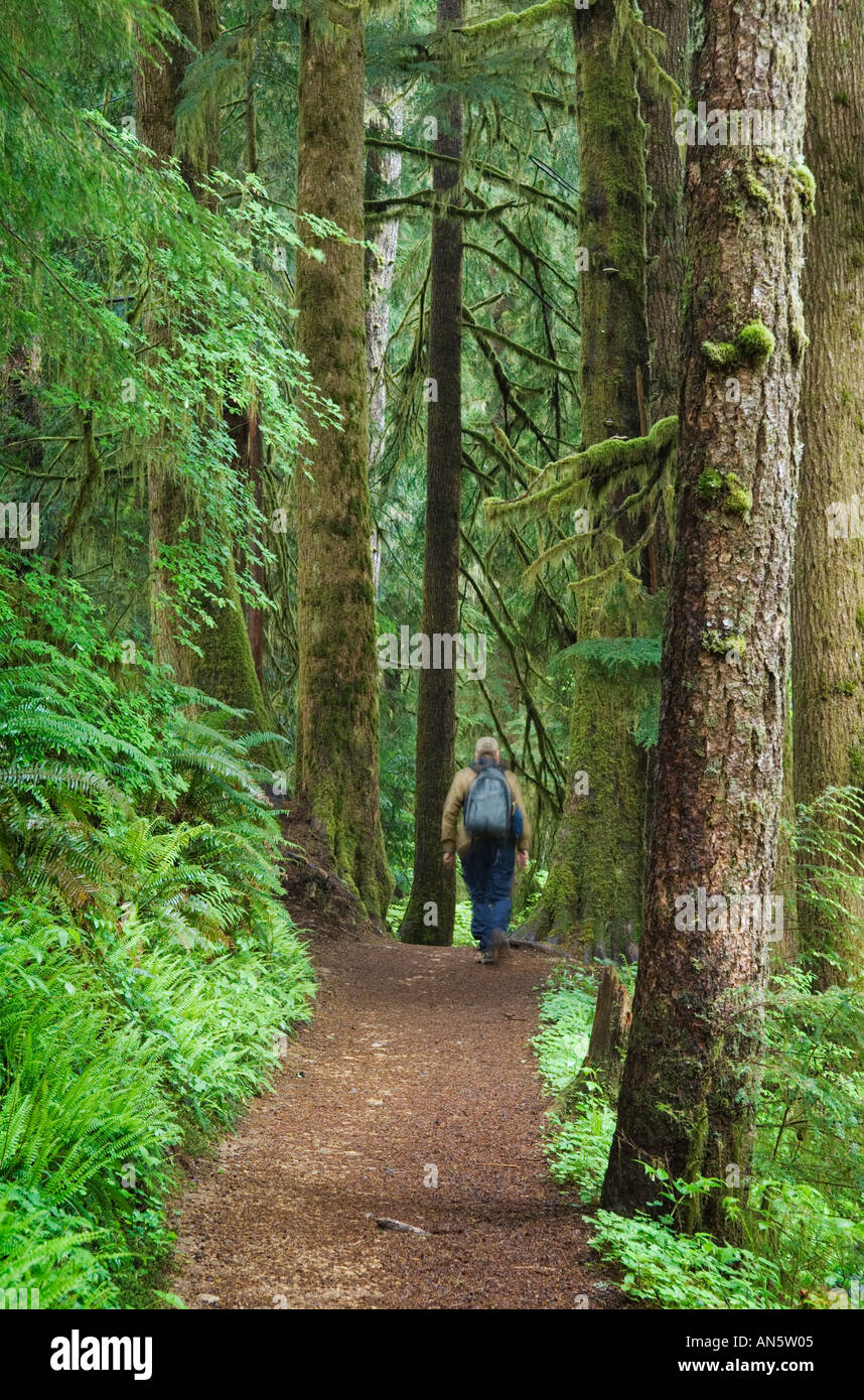 Hiker on Drift Creek Falls Trail Douglas Fir Hemlock forest Siuslaw National Forest Oregon  Stock Photo