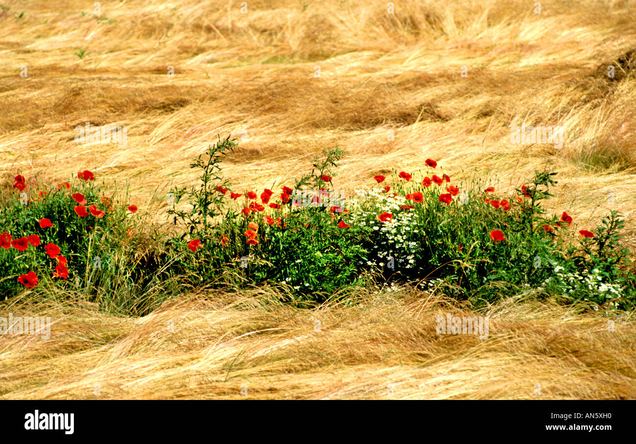 Wild flowers flower red roses rose countryside Stock Photo