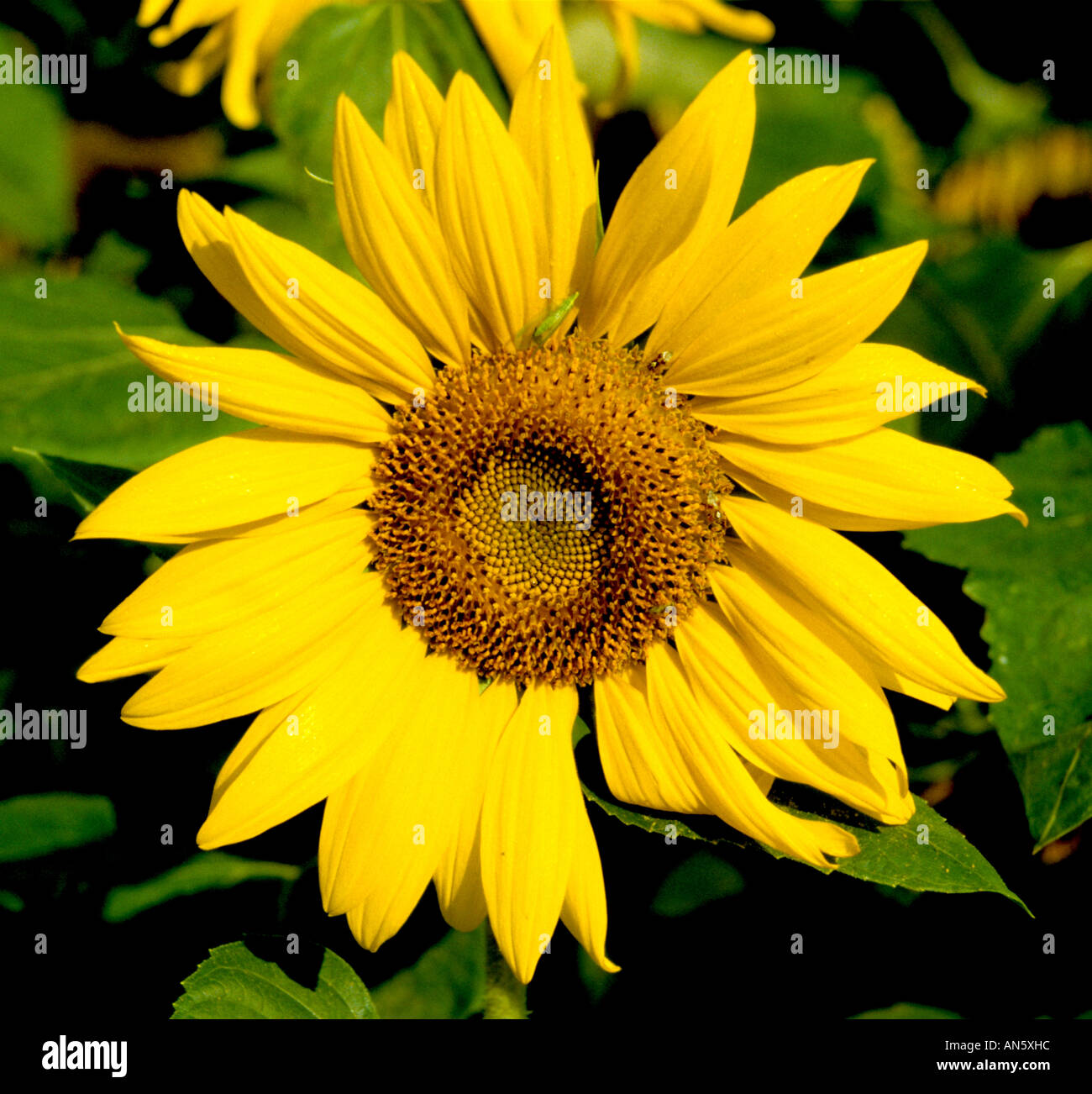sunflower Vincent van Gogh Stock Photo Alamy