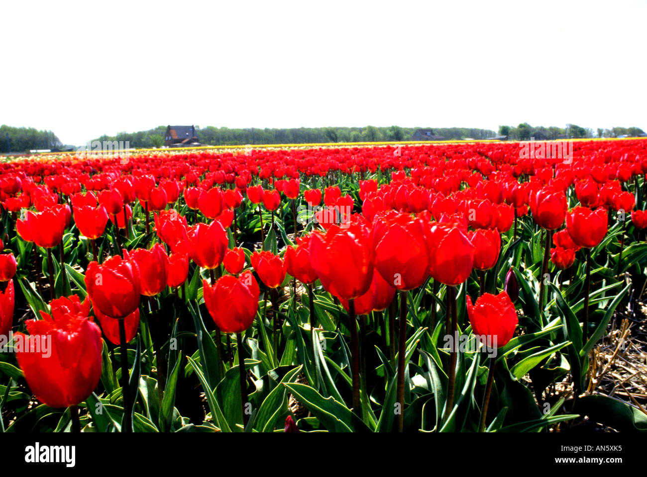 Tulips Tulip Field Fields Flowers near Keukenhof Leiden Haarlem and
