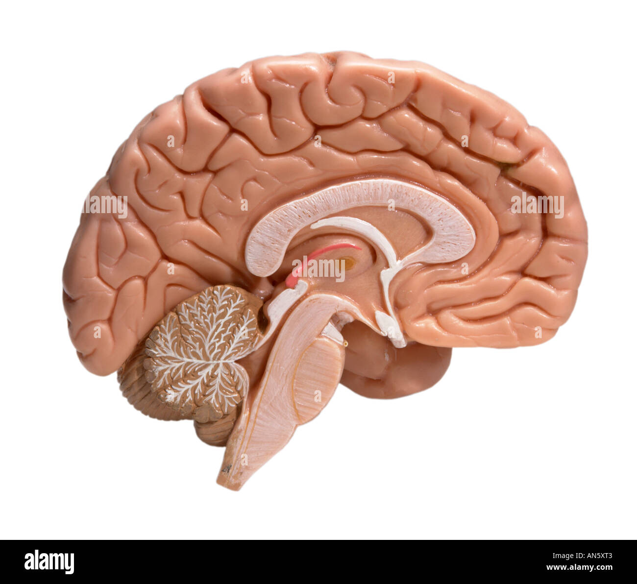 With Half Brain Hi Res Stock Photography And Images Alamy