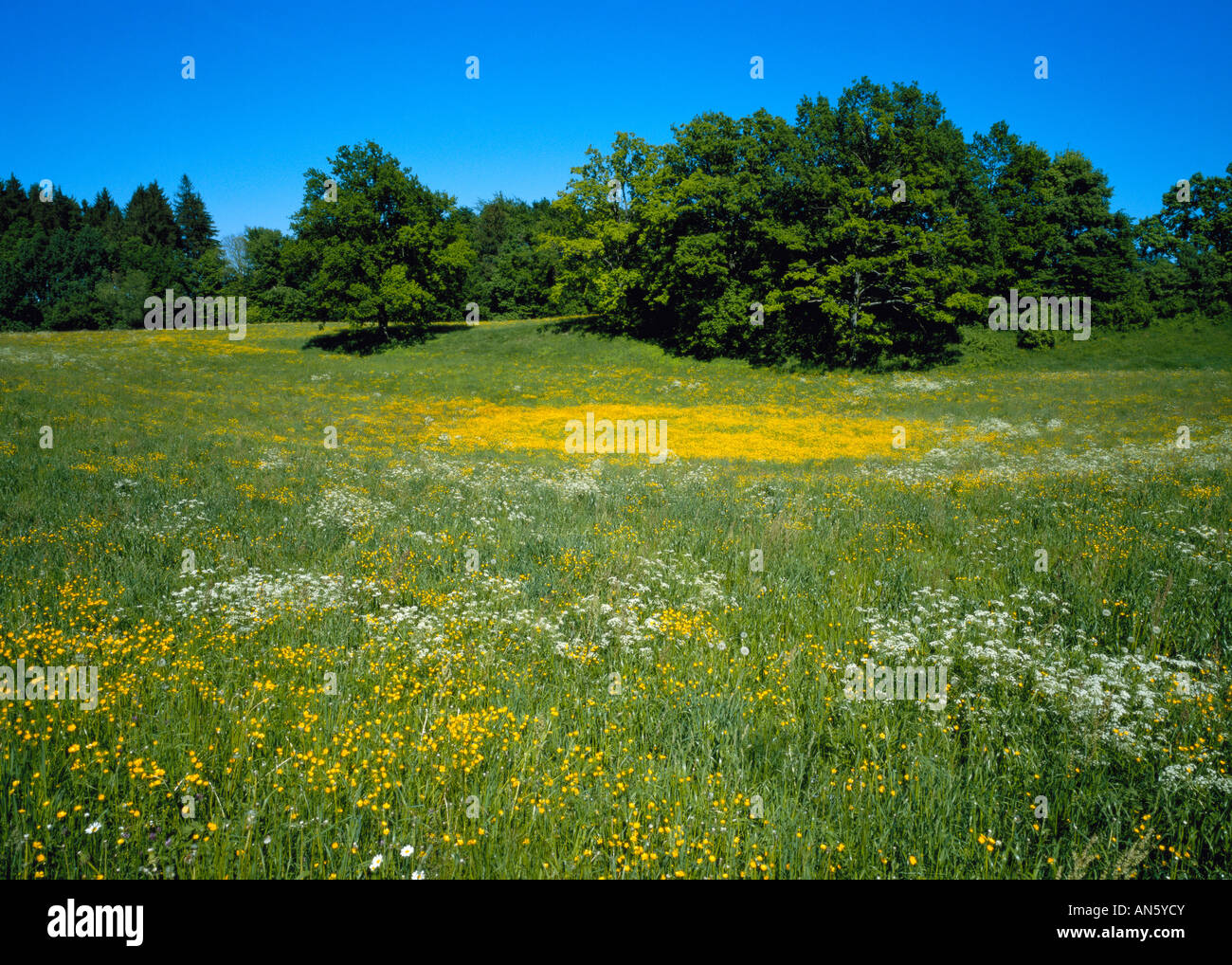Blooming meadows Stock Photo