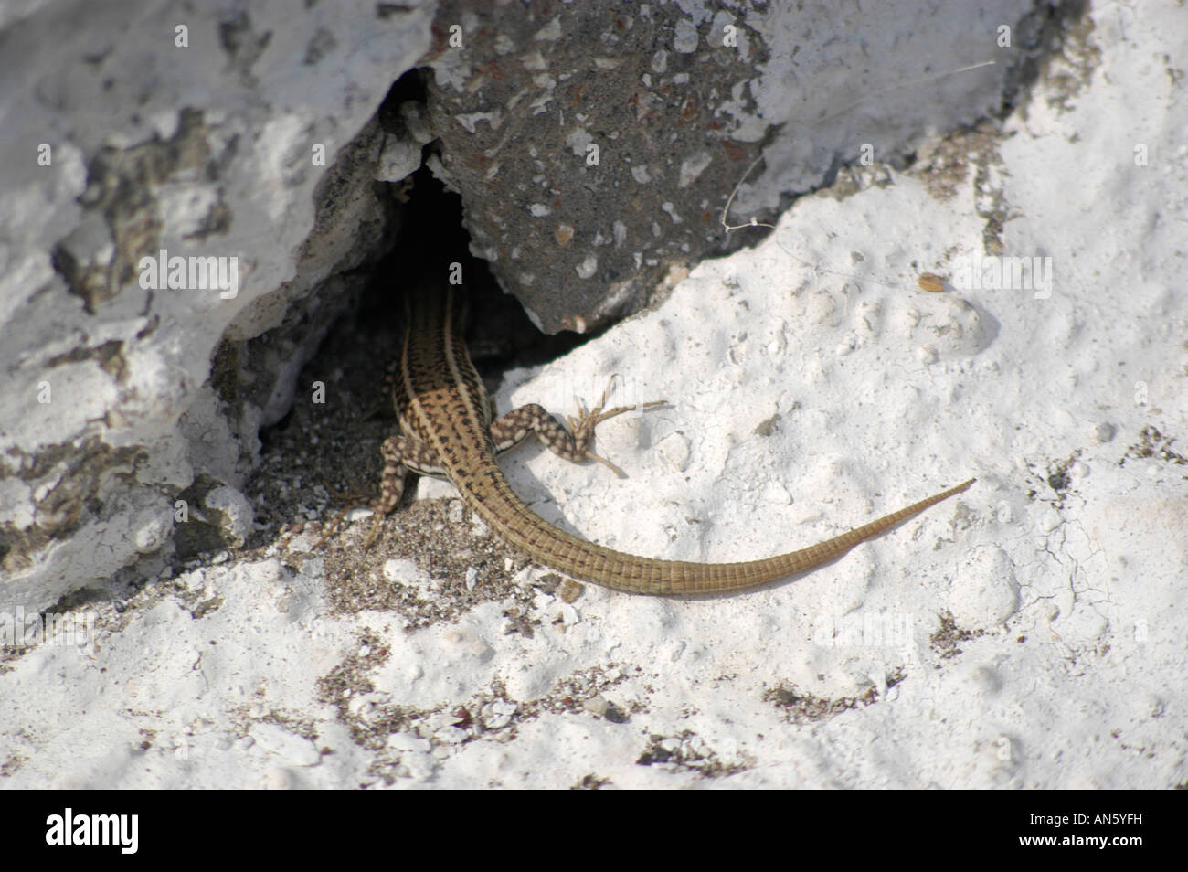 Lizard is sunbathing on white painted ground, greece. Eidechse sonnt sich auf weiss gekalktem Boden, Griechenland. Stock Photo