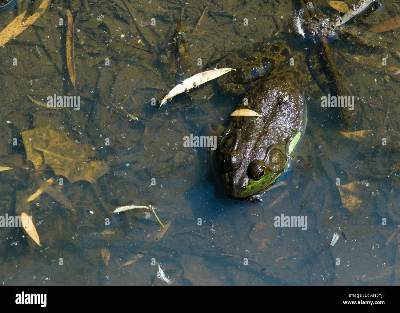 Frog eating insects hires stock photography and images Alamy