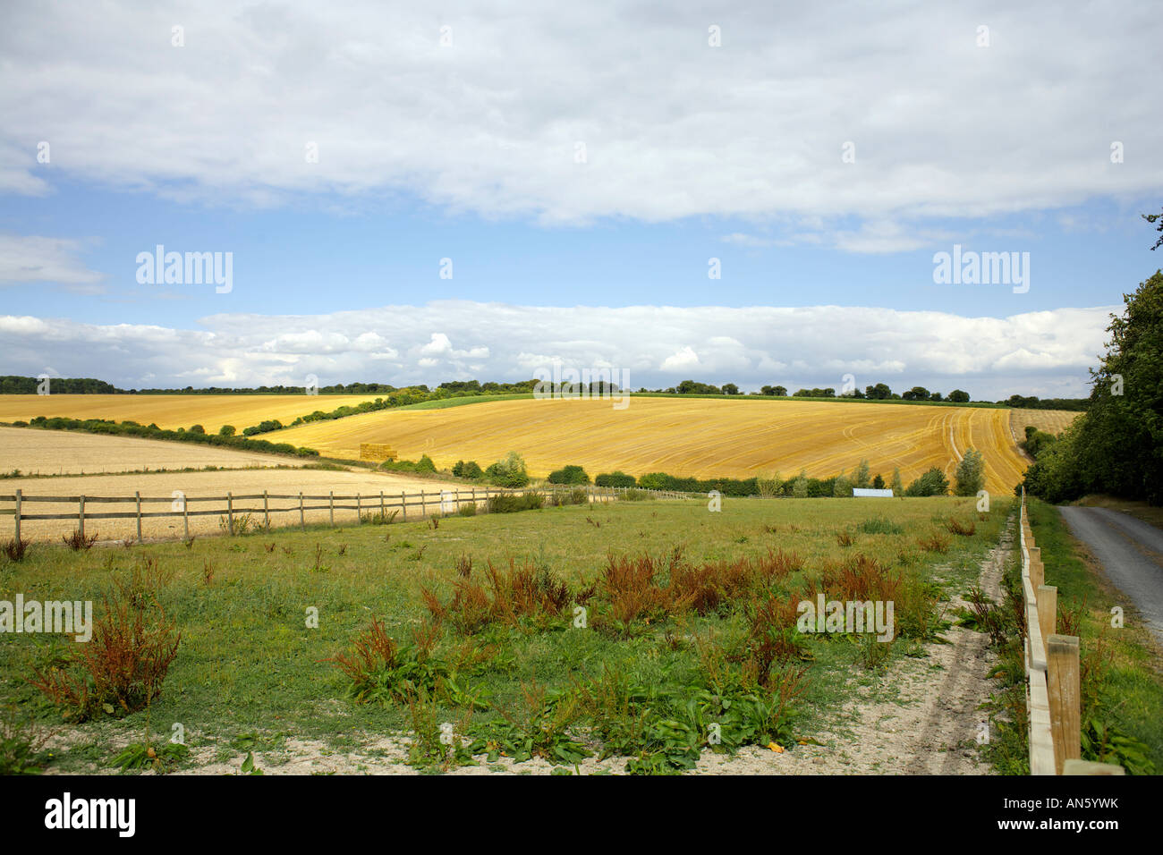 Farmland in Wiltshire England arable land weedy field dock rural