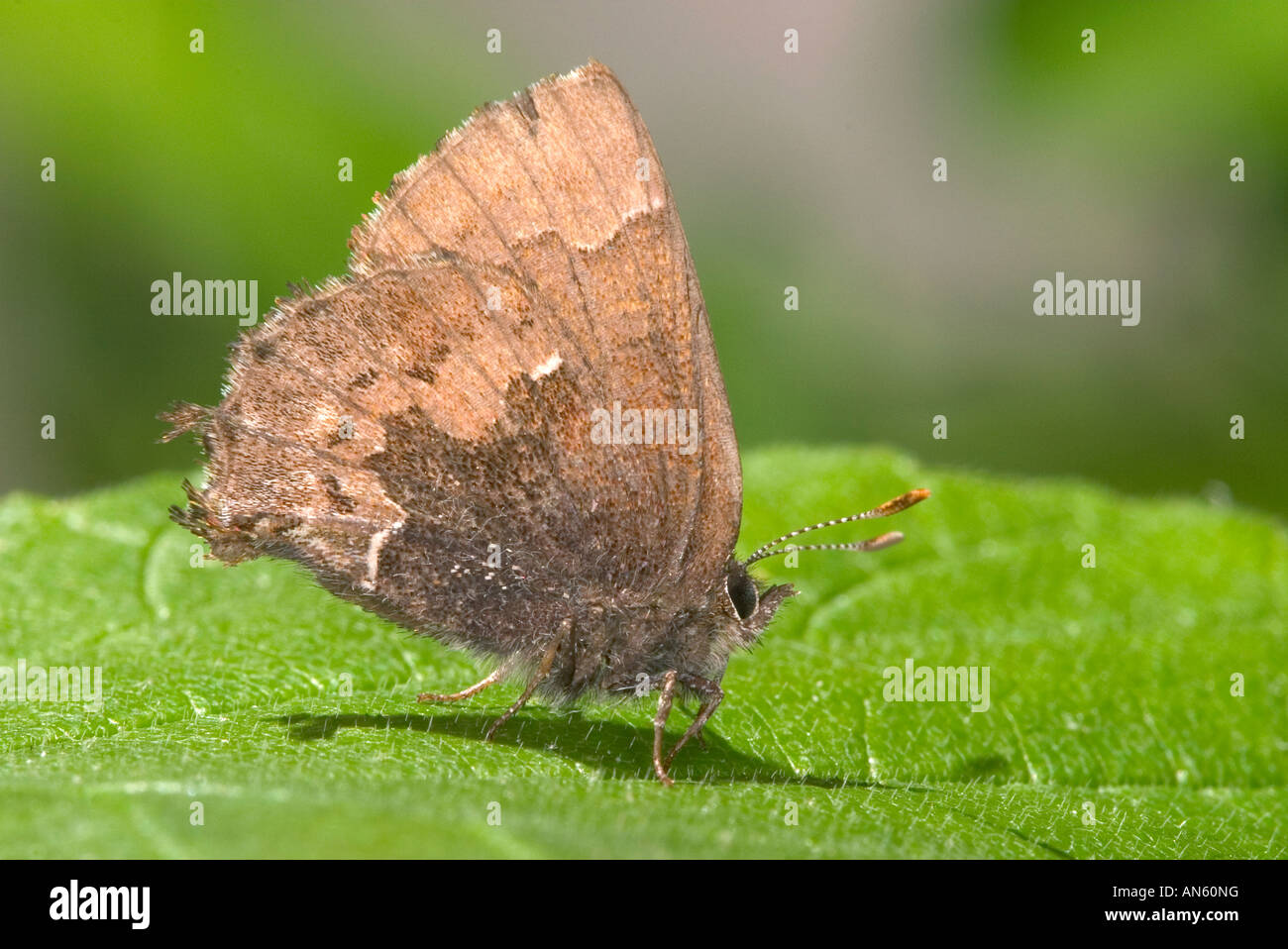Henry's Elfin Callophrys henrici Roaring River State Park Barry County ...