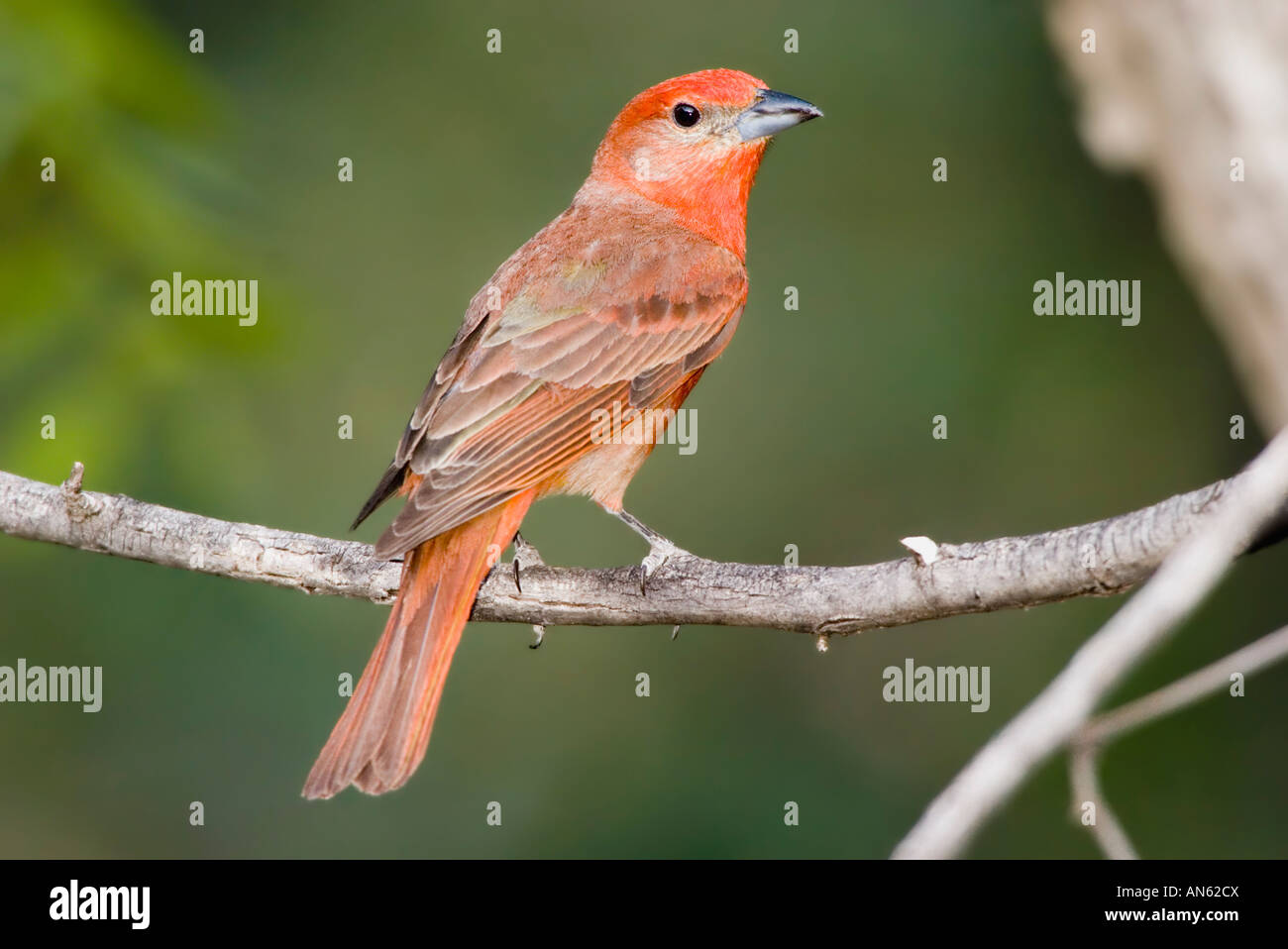 Hepatic Tanager Piranga flava Chiricahua Mountains Cochise County