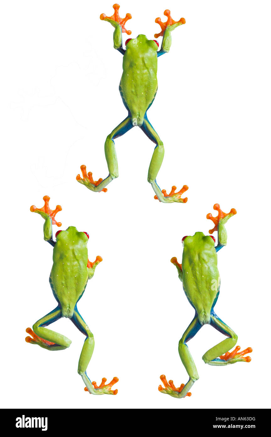 Three red eyed tree frogs climbing Stock Photo - Alamy
