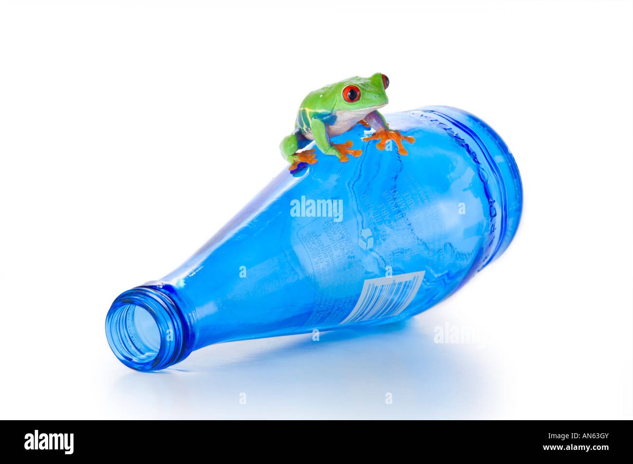 Red-eyed tree frog on a blue water bottle Stock Photo