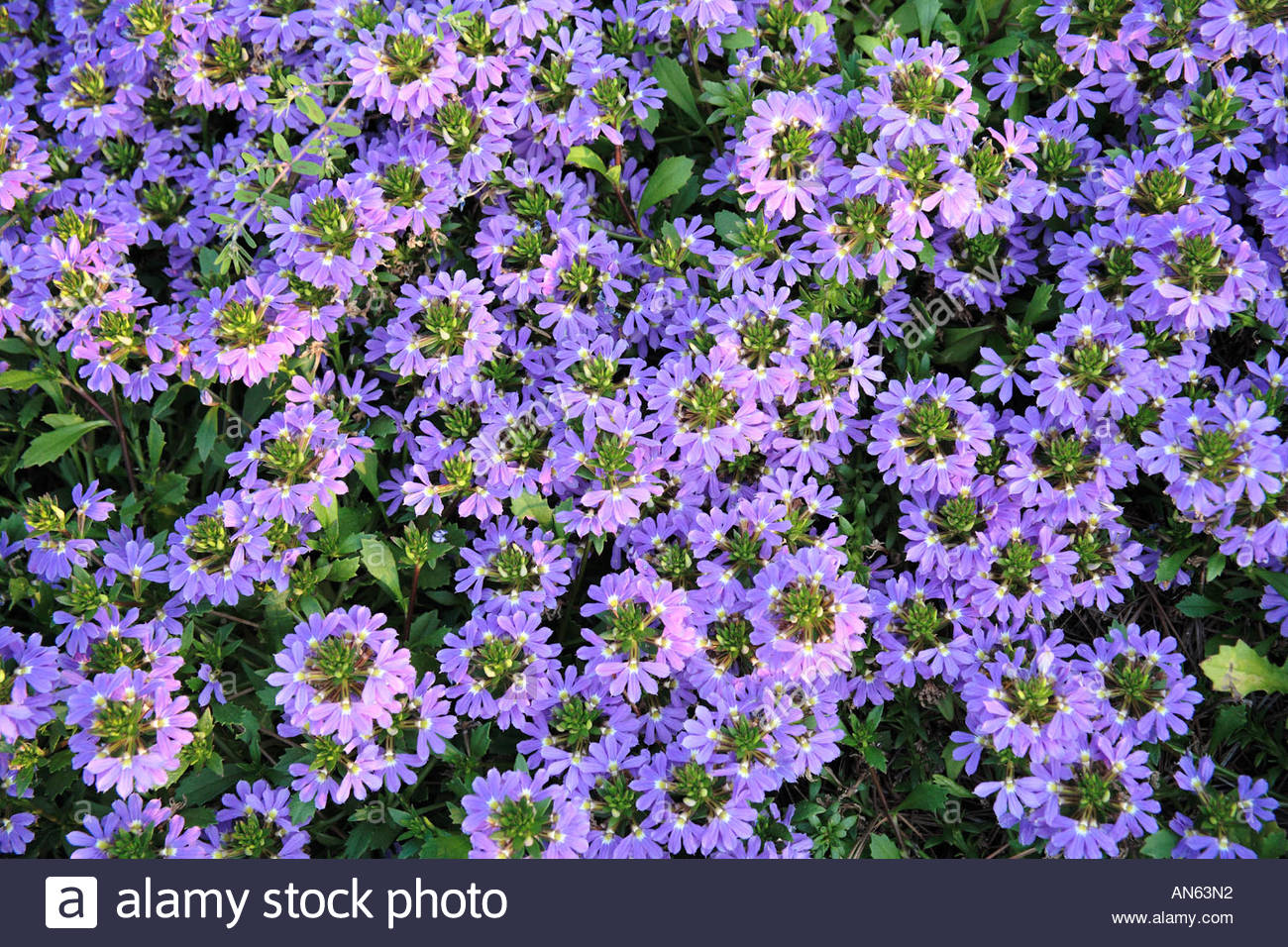 Purple Fan Flower High Resolution Stock Photography and Images Alamy