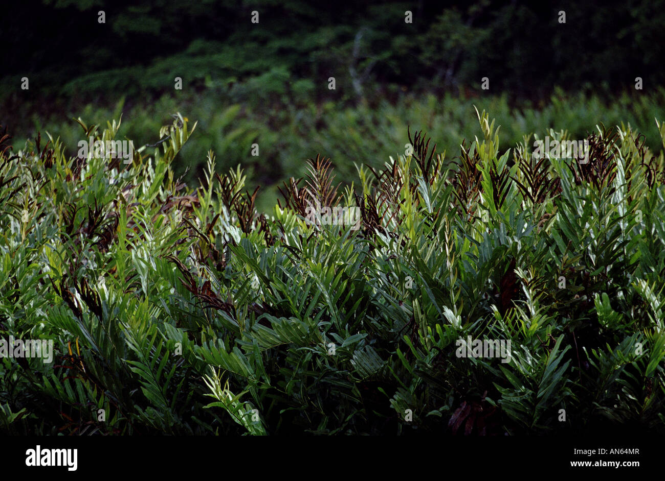 Dense rainforest vegetation in Soberania national park, Republic of Panama. Stock Photo