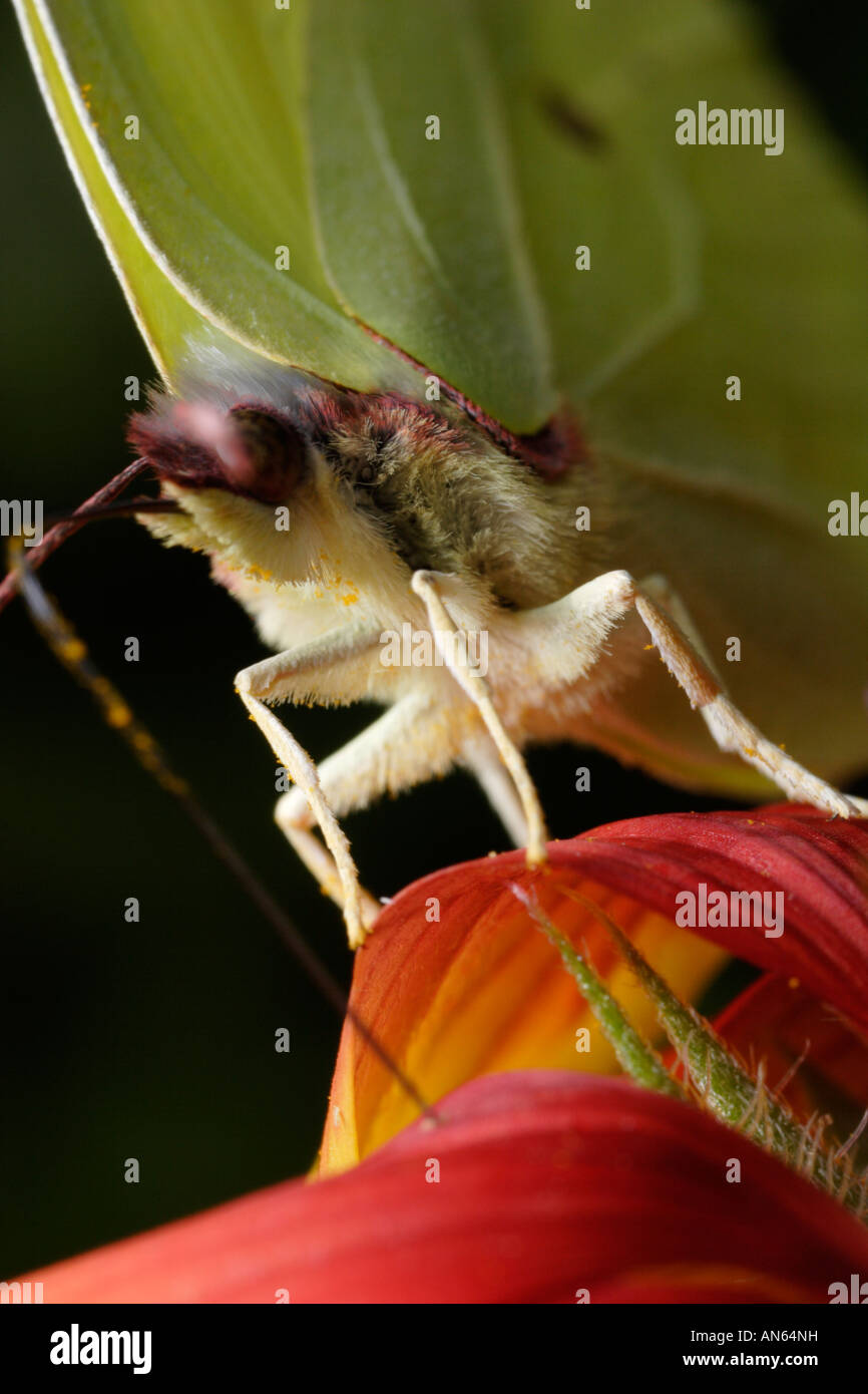 Brimstone (Brimstone Butterfly, Gonepteryx rhamni) feeding on flower. Stock Photo