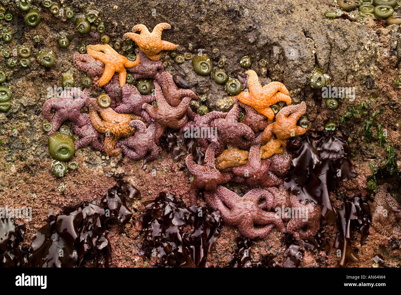 Starfish visual data 6