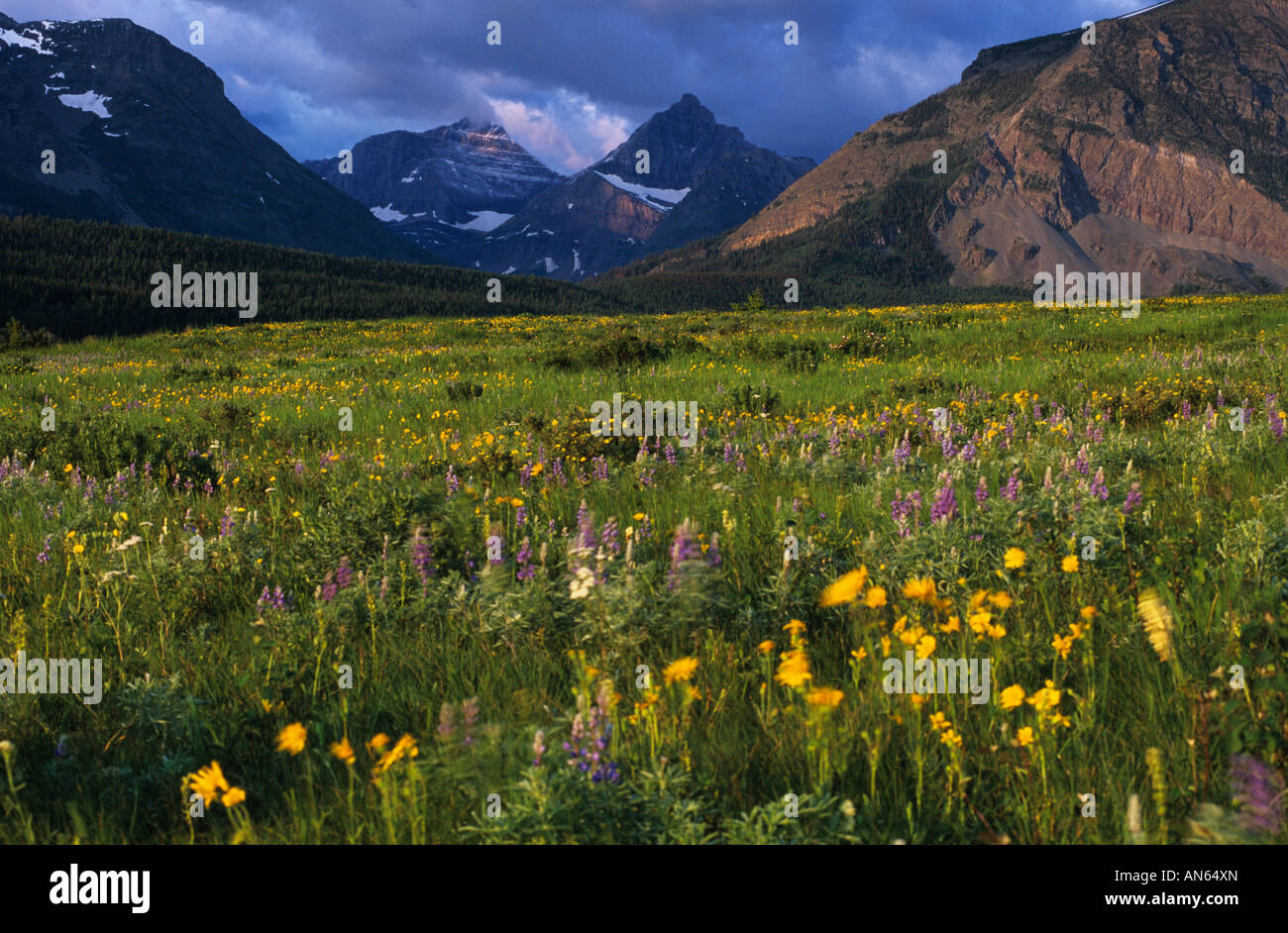 Wildflowers and Peaks at Two Dog Flats, Glacier National Park, Montana ...