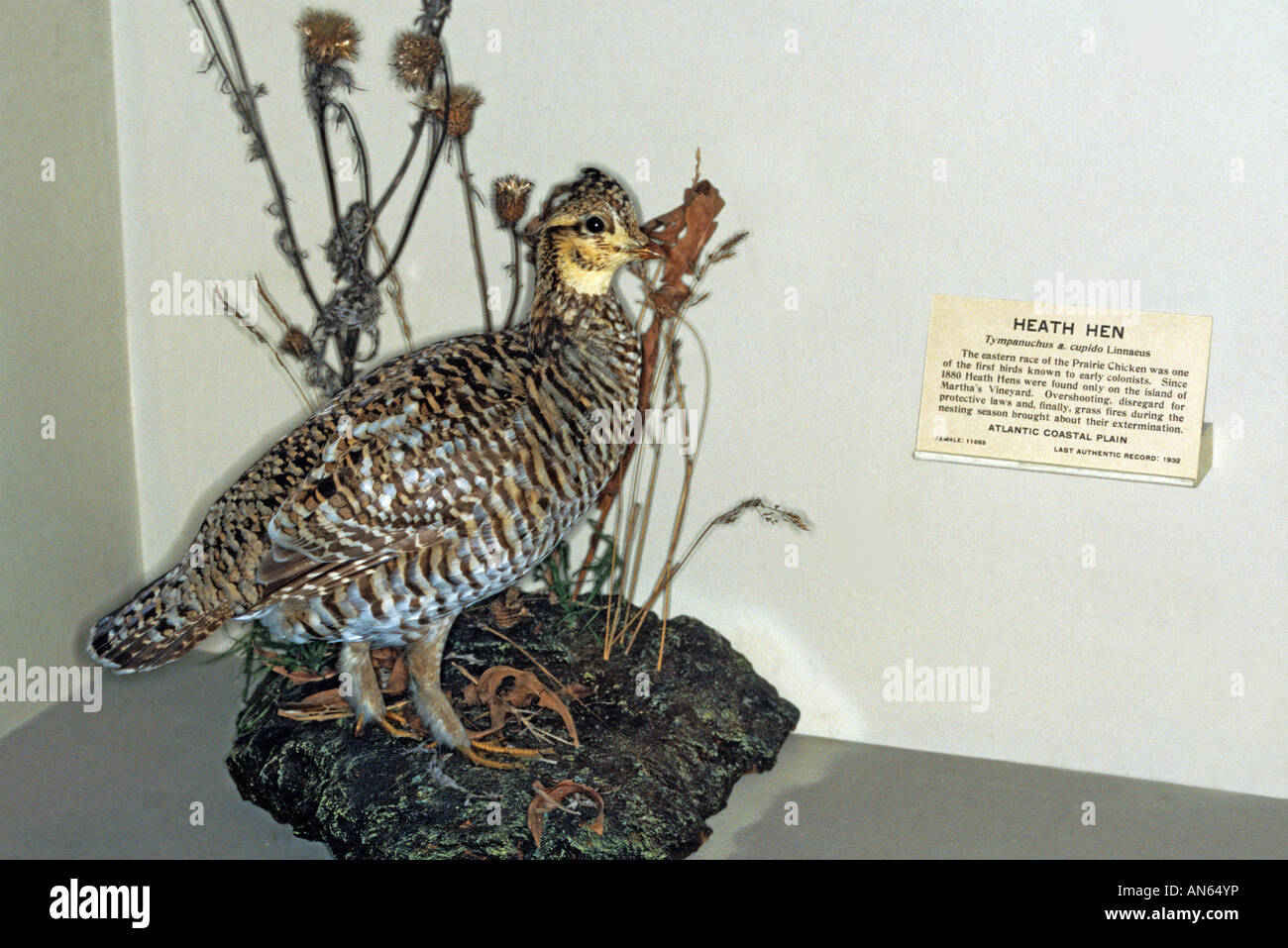 Tympanuchus cupido extinct hires stock photography and images Alamy