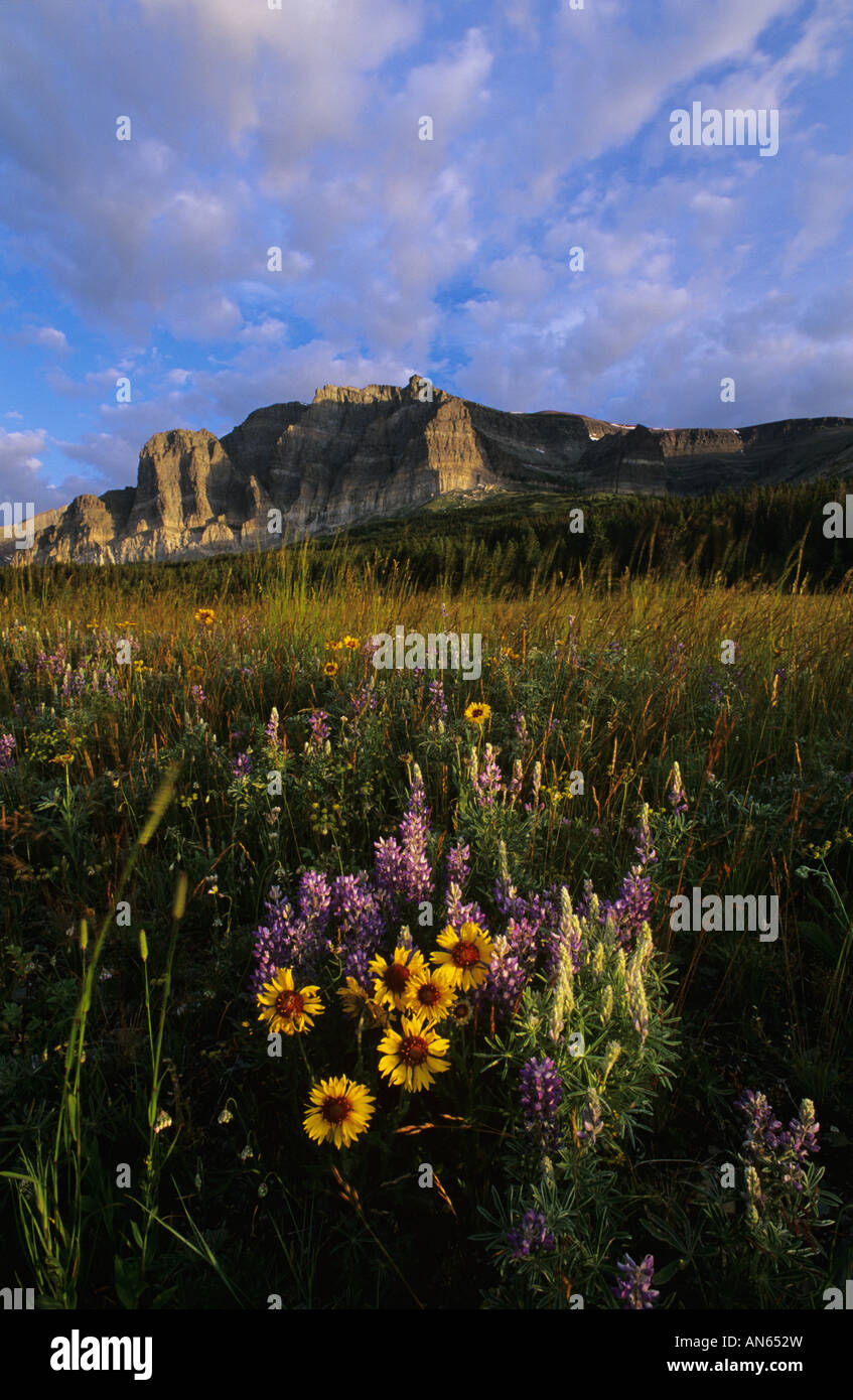 Wildflowers at Two Dog Flats, Glacier National Park, Montana USA Stock ...