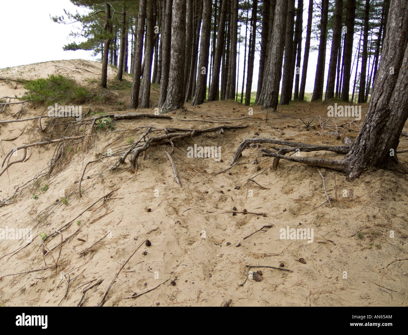 Llanmadoc Wales sand dunes trees with exposed roots Stock Photo