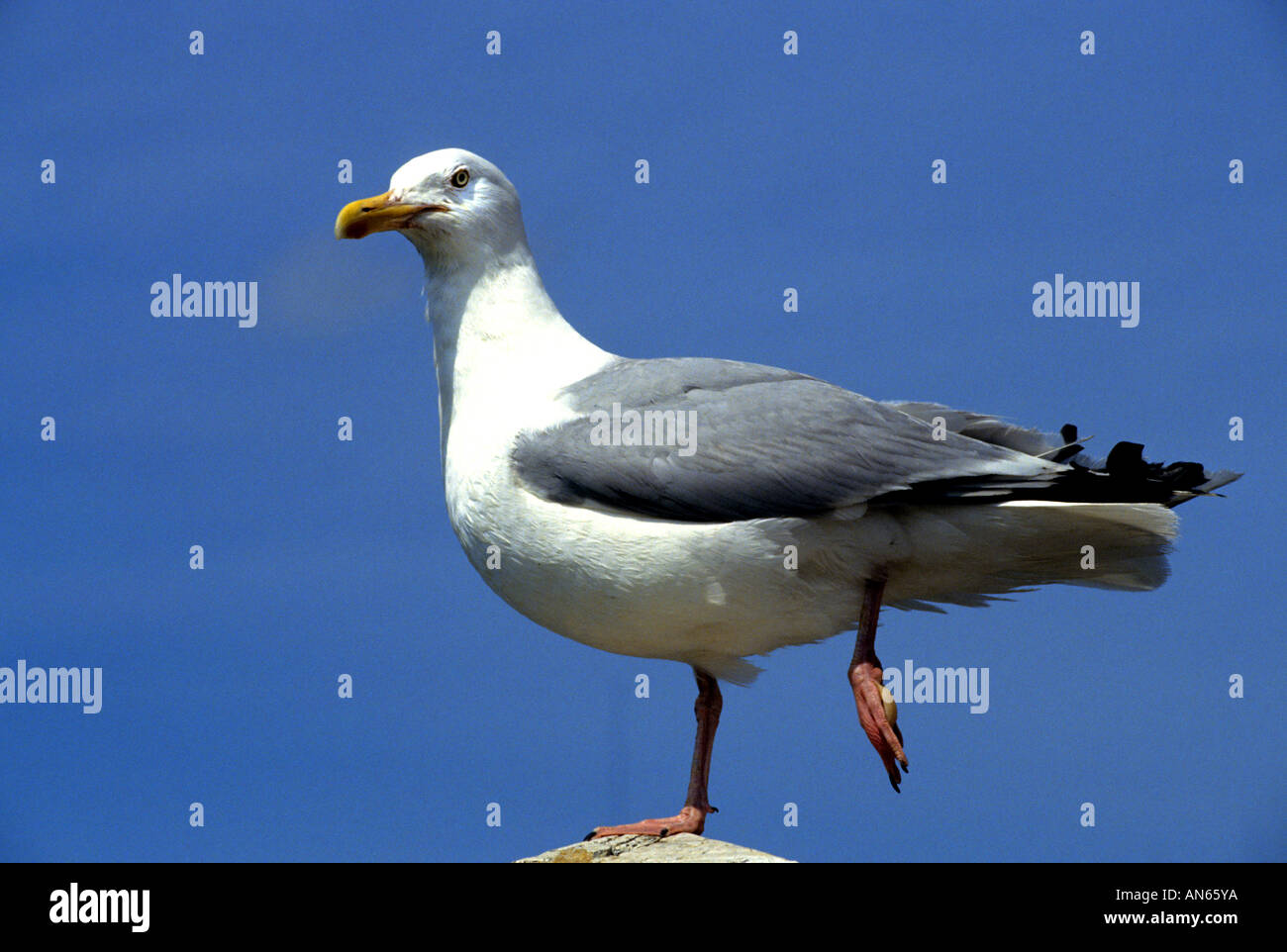 sea gull seamew black and white birds bird Netherlands holland water Stock Photo