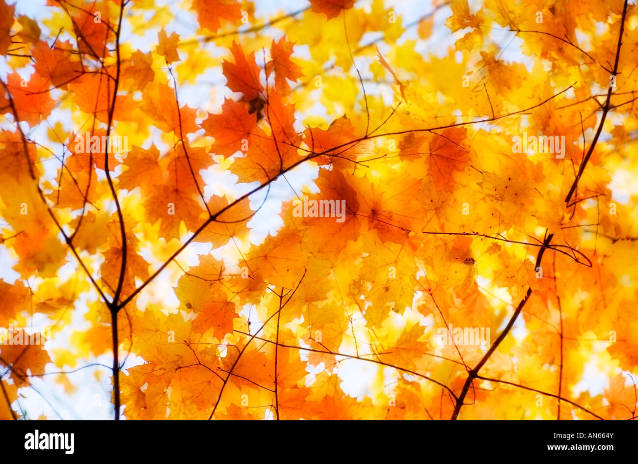 Fall leaves on branches Stock Photo