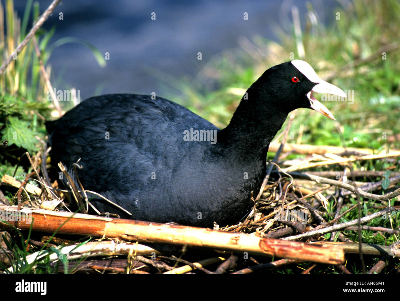 water hen bird's nest bird coot Netherlands Stock Photo Alamy