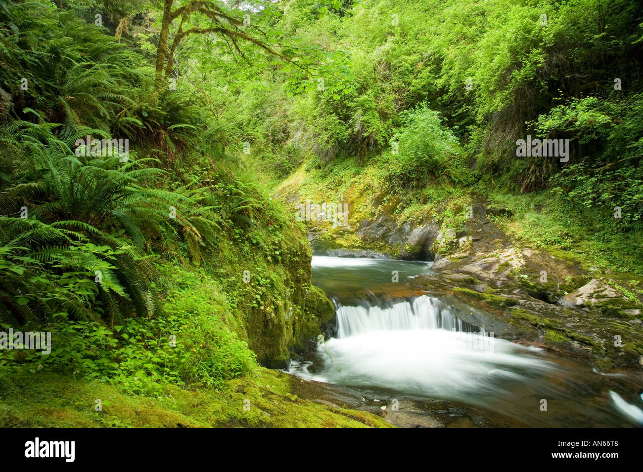 Mapleton waterfall hi-res stock photography and images - Alamy